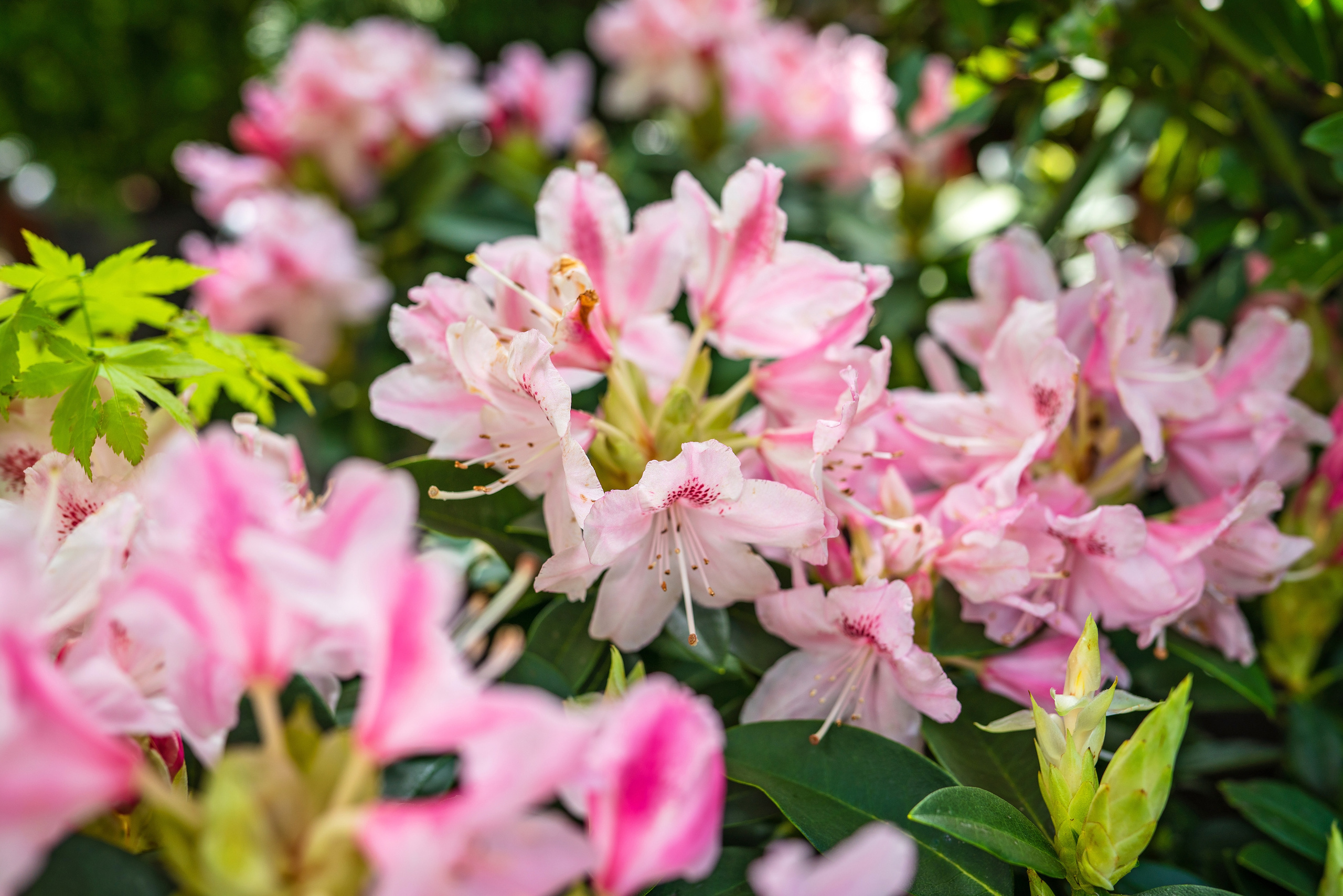 Садовый центр Зеленый город. Фотограф Сочи