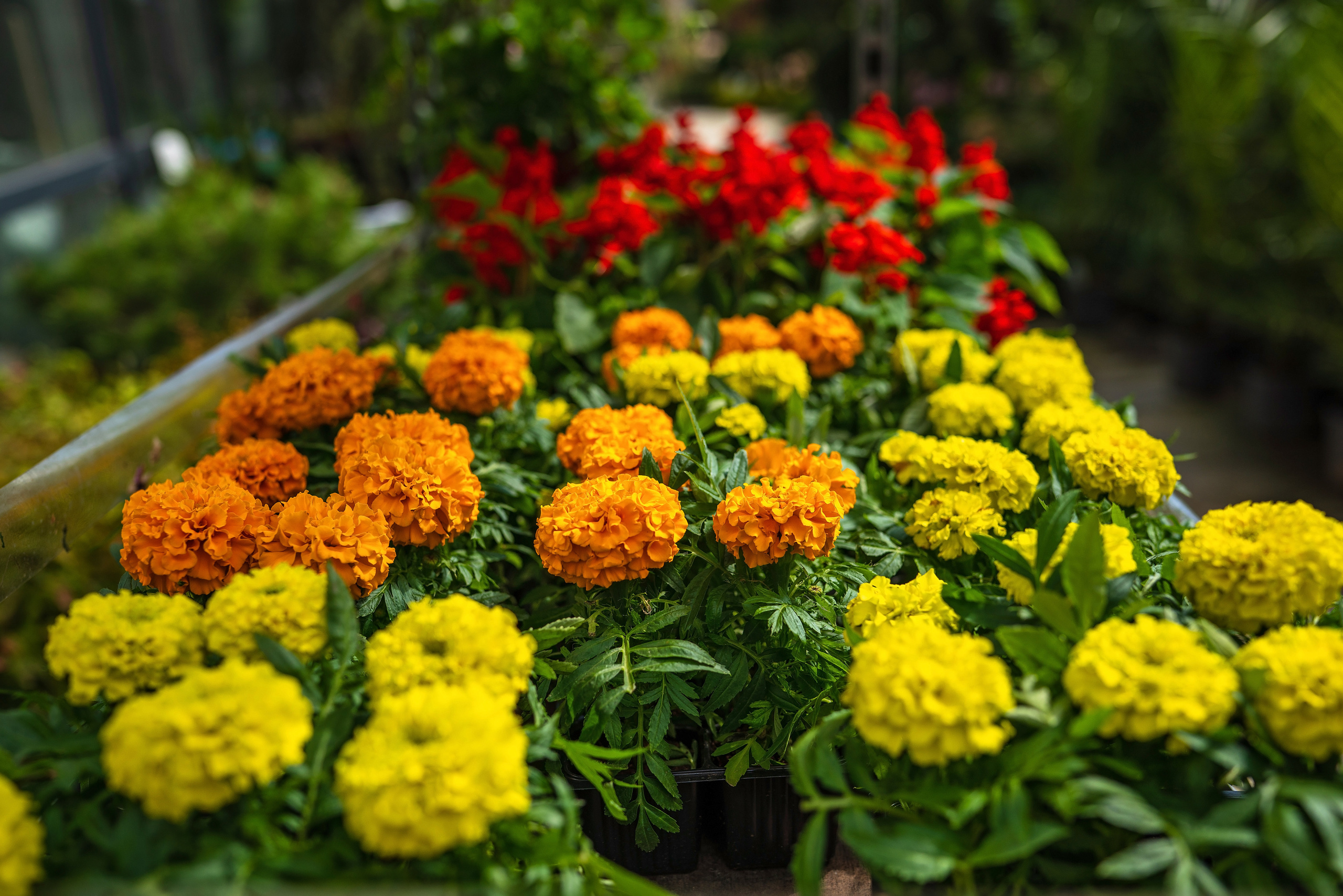 Садовый центр Зеленый город. Фотограф Сочи