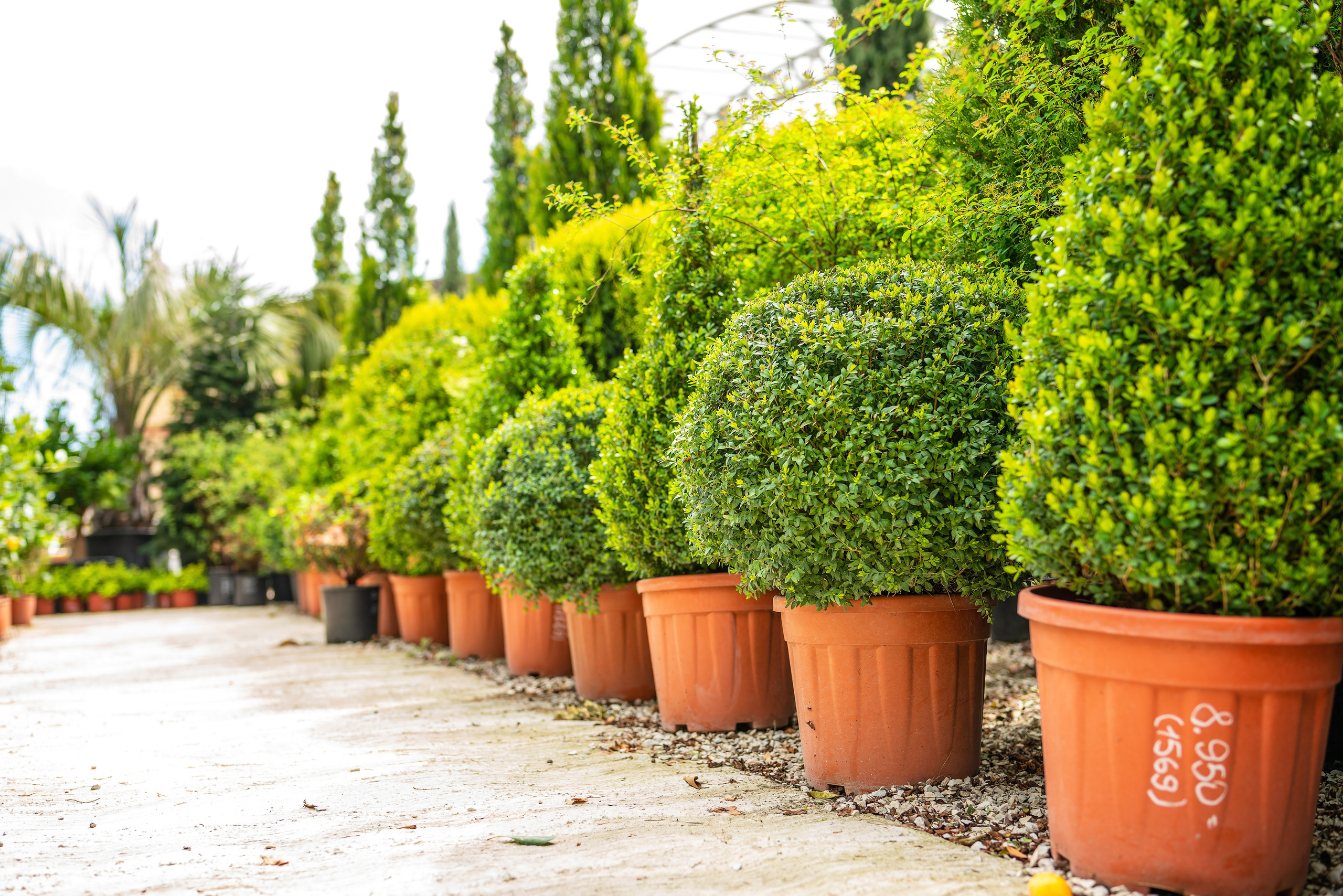 Садовый центр Зеленый город. Фотограф Сочи