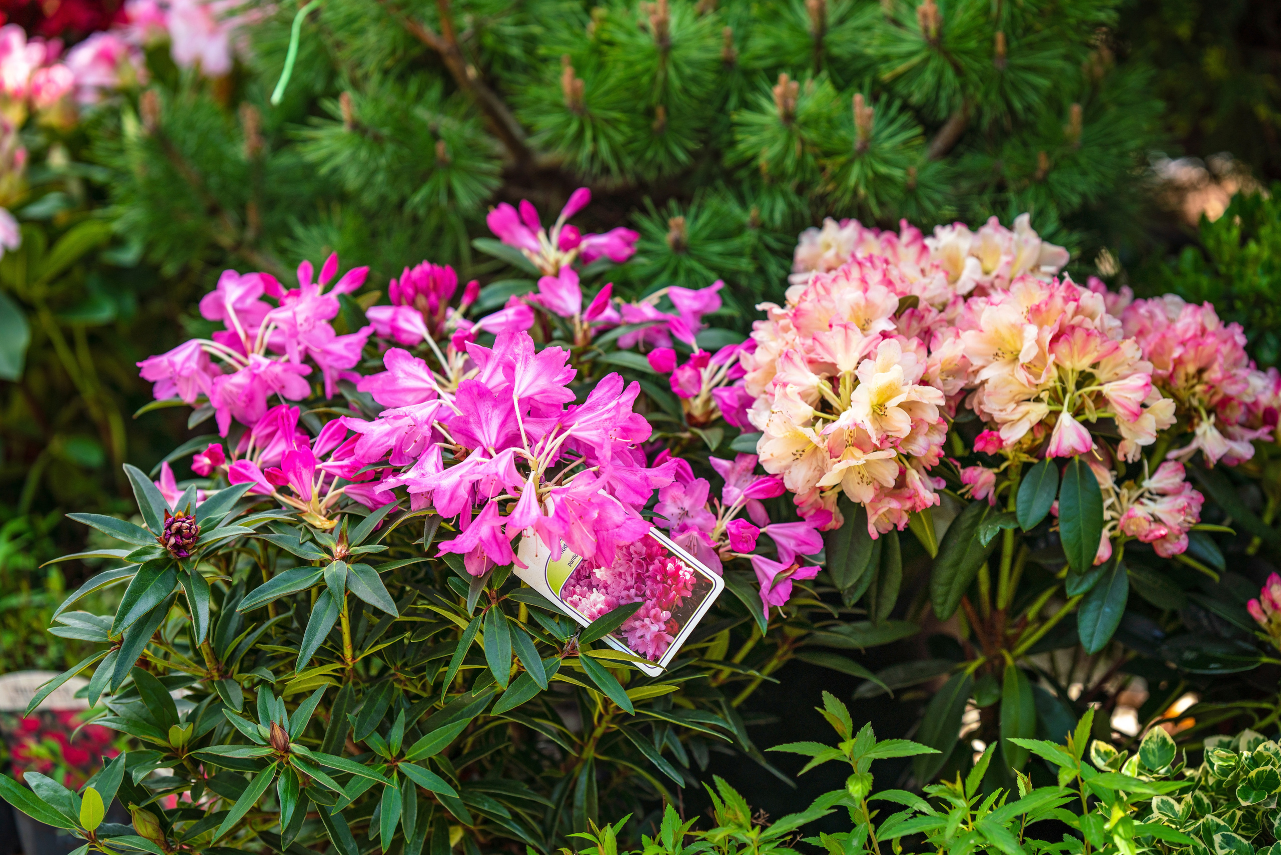 Садовый центр Зеленый город. Фотограф Сочи