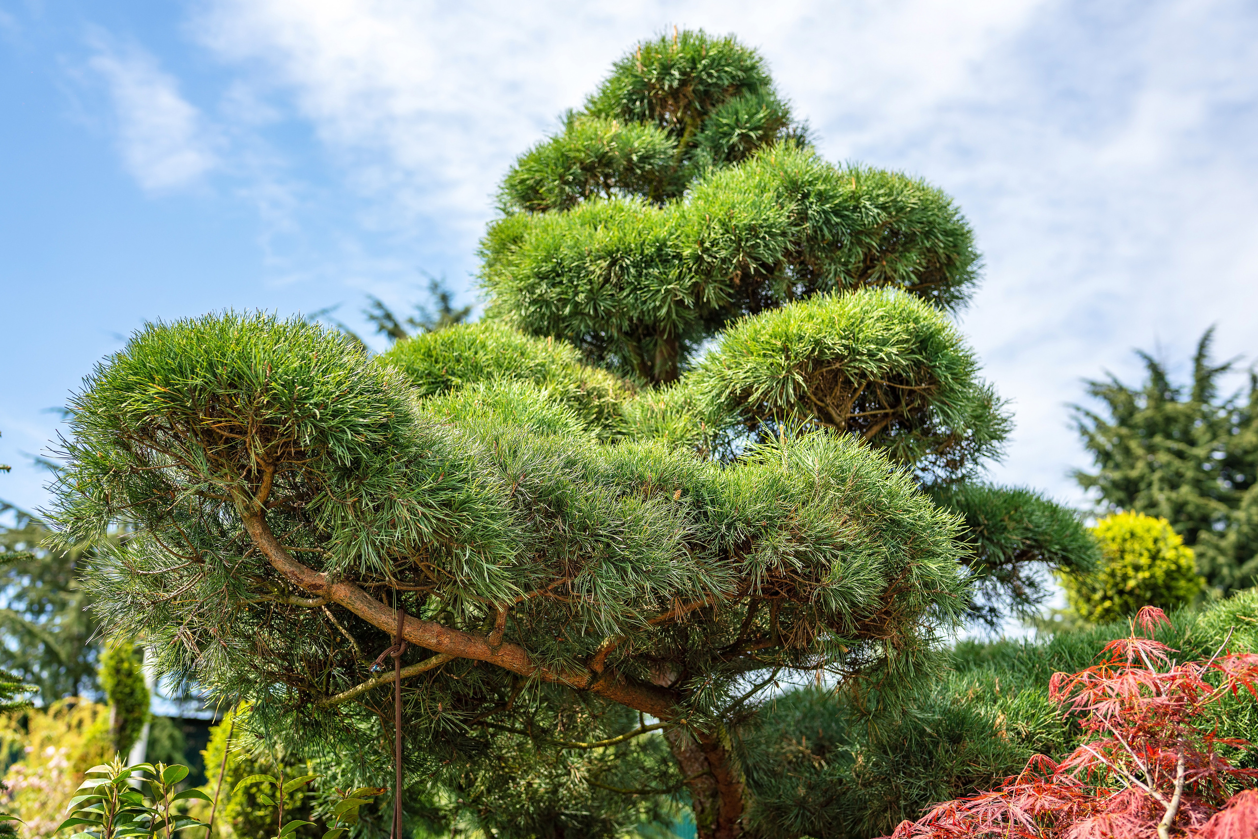 Садовый центр Зеленый город. Фотограф Сочи