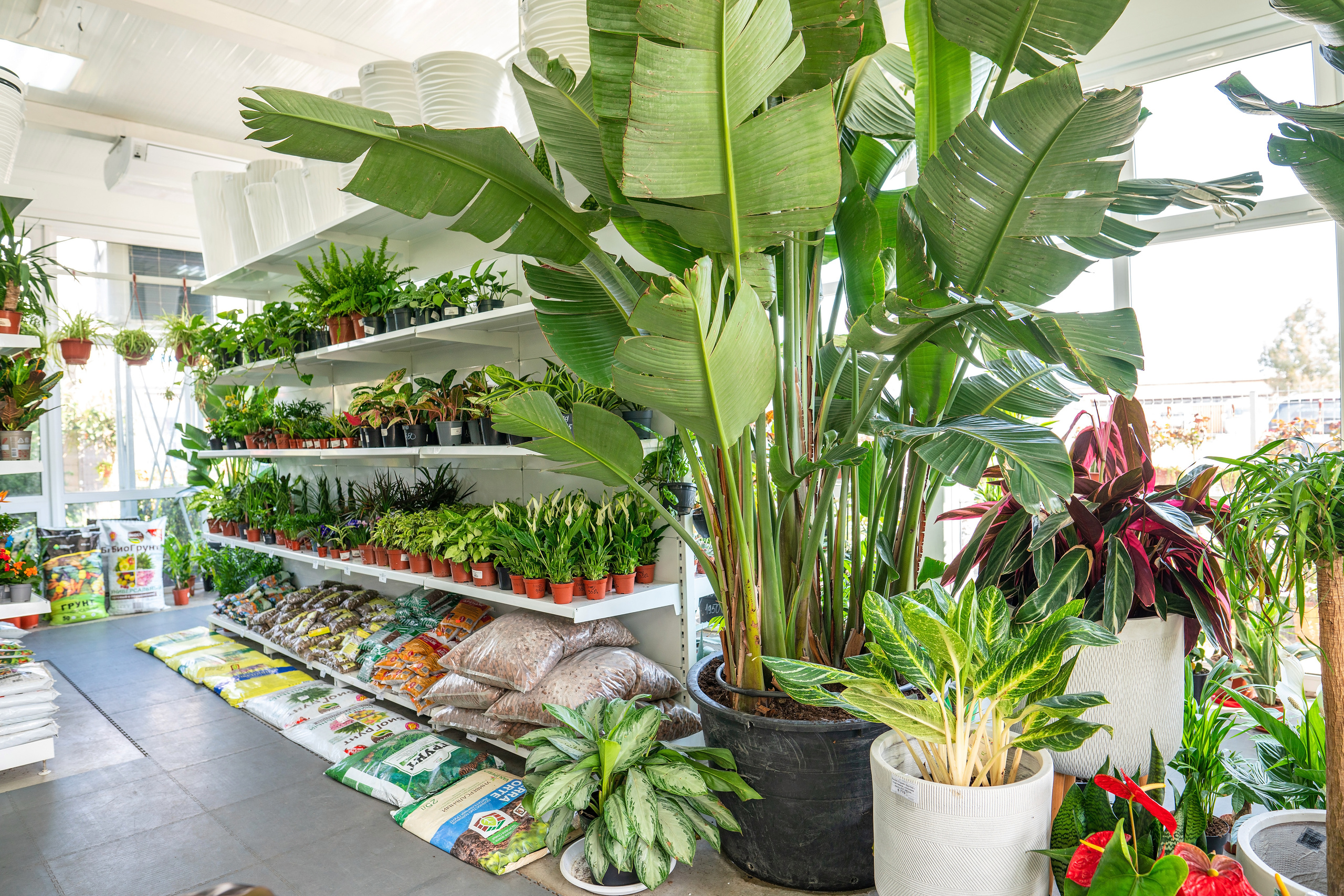 Садовый центр Зеленый город. Фотограф Сочи