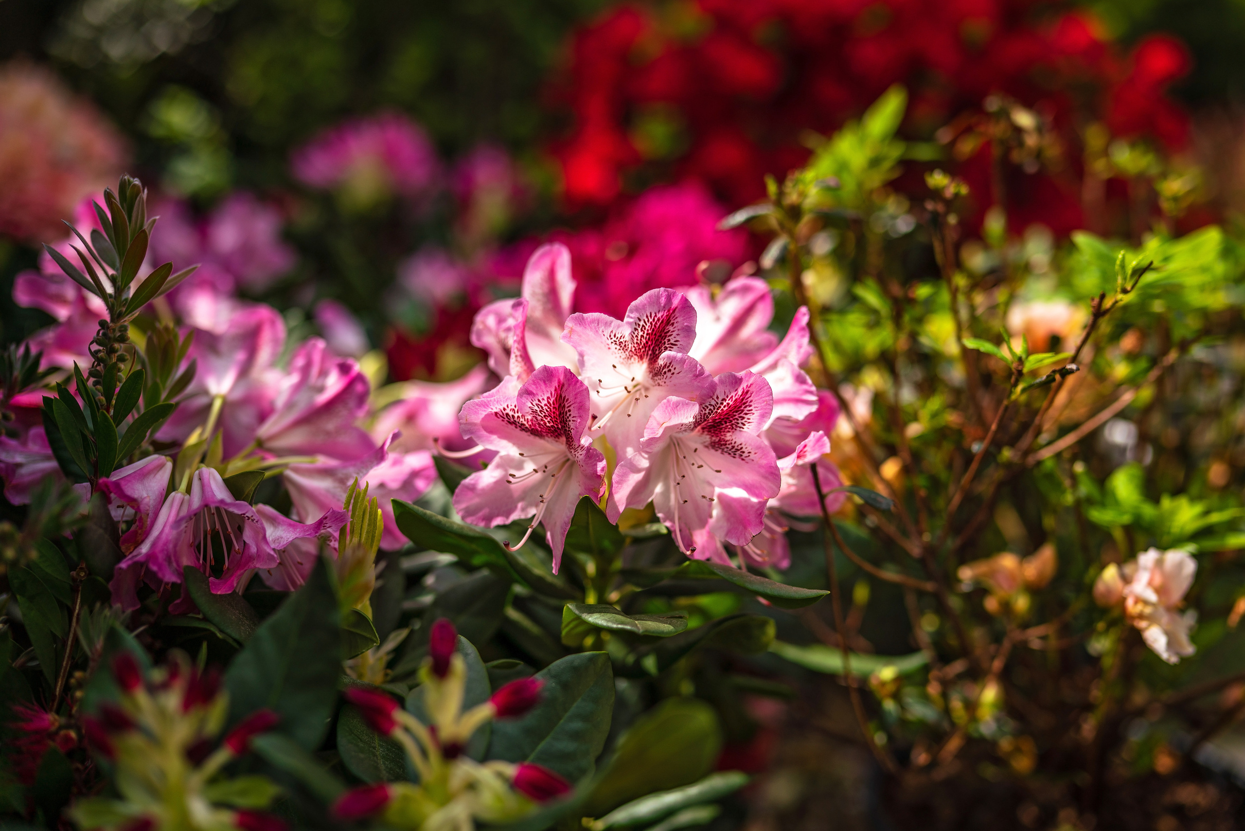 Садовый центр Зеленый город. Фотограф Сочи