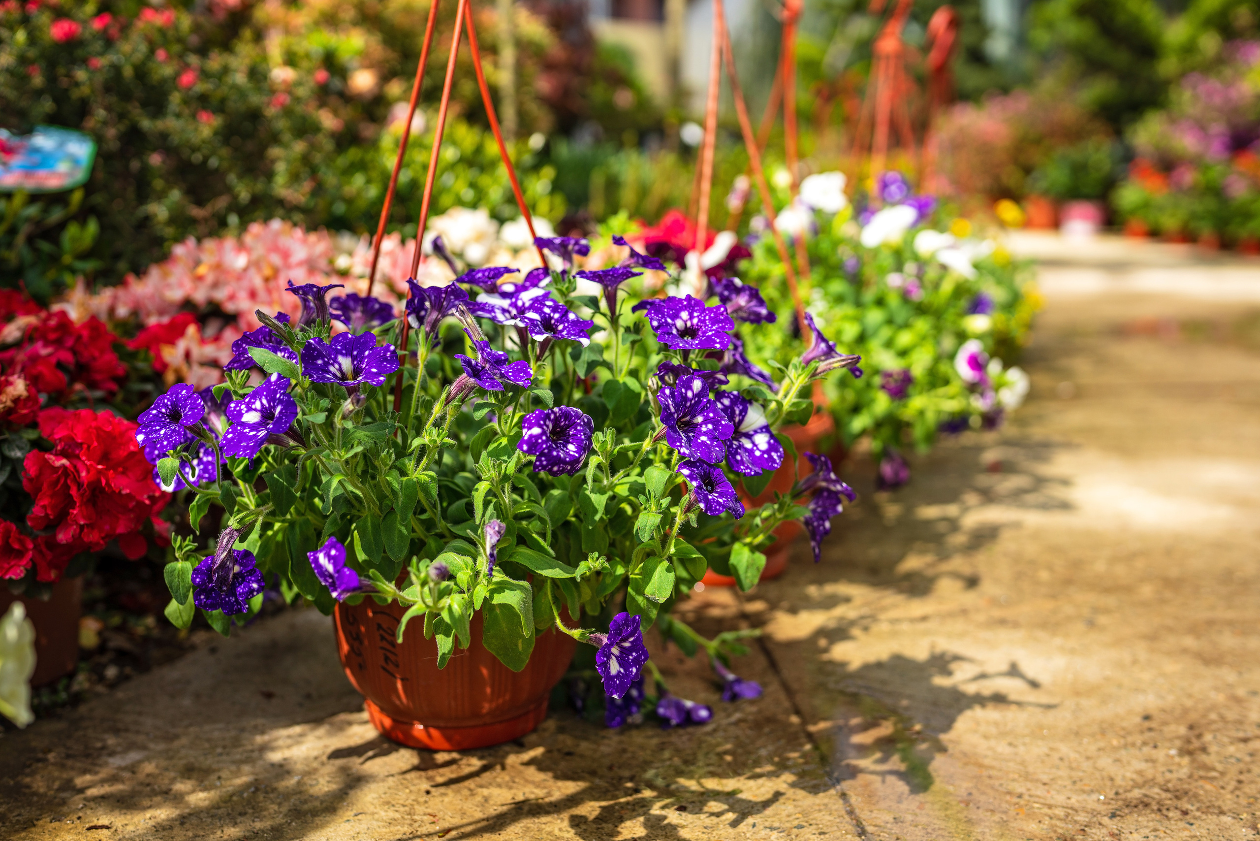 Садовый центр Зеленый город. Фотограф Сочи