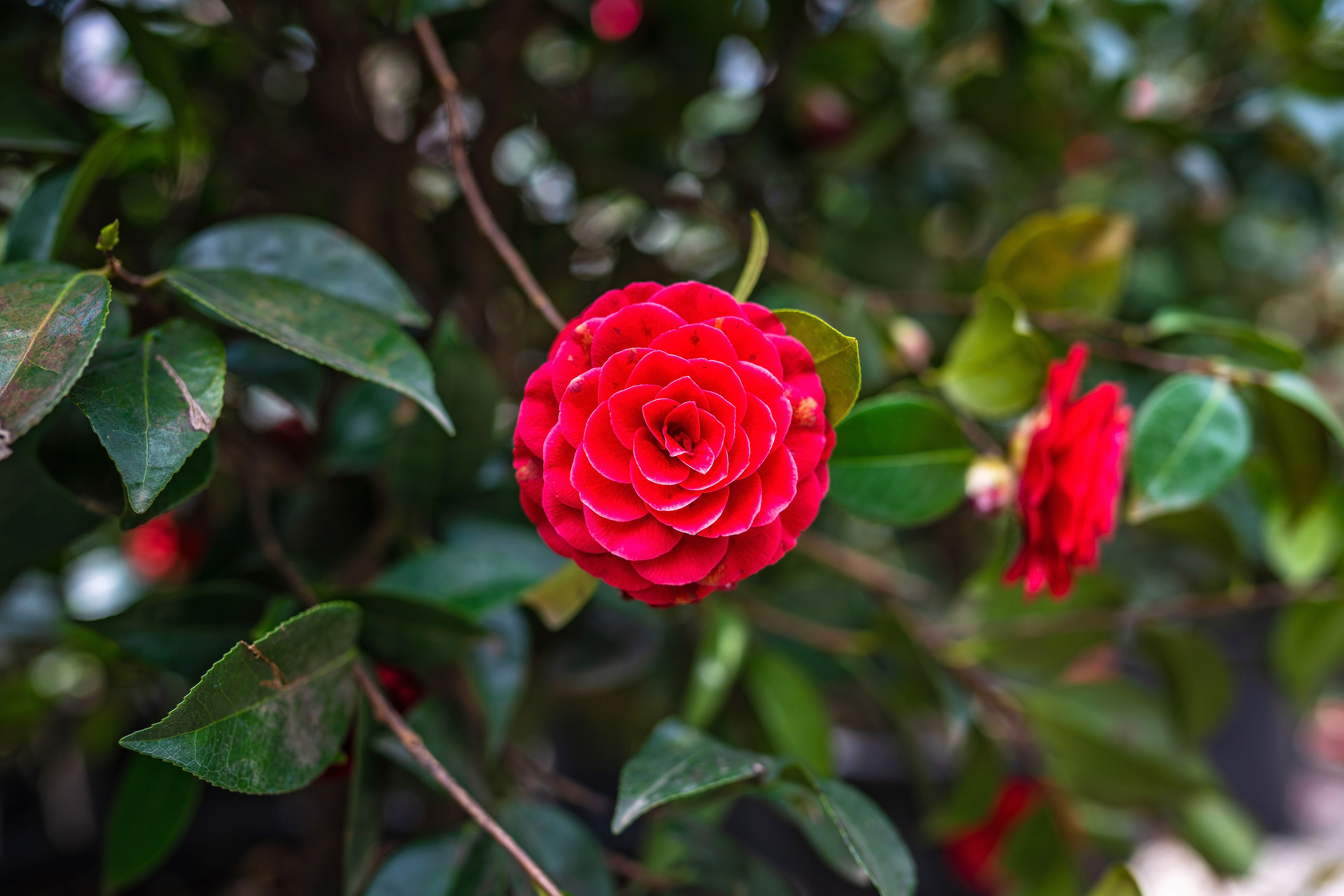 Садовый центр Зеленый город. Фотограф Сочи