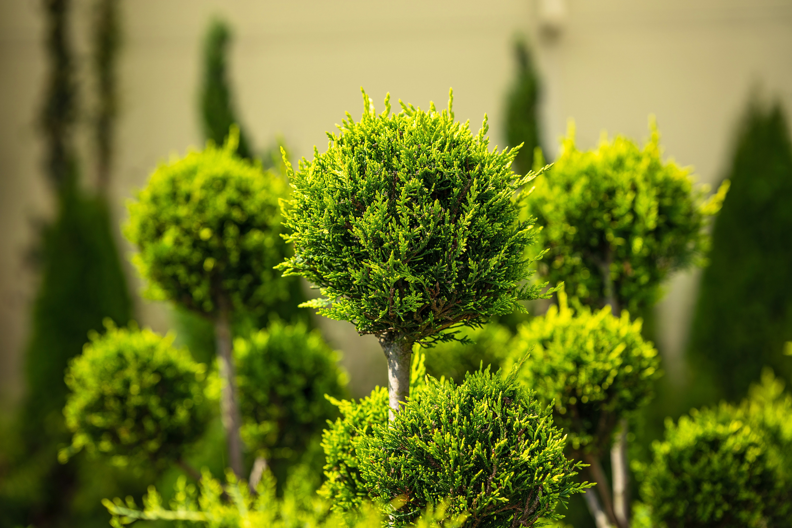 Садовый центр Зеленый город. Фотограф Сочи