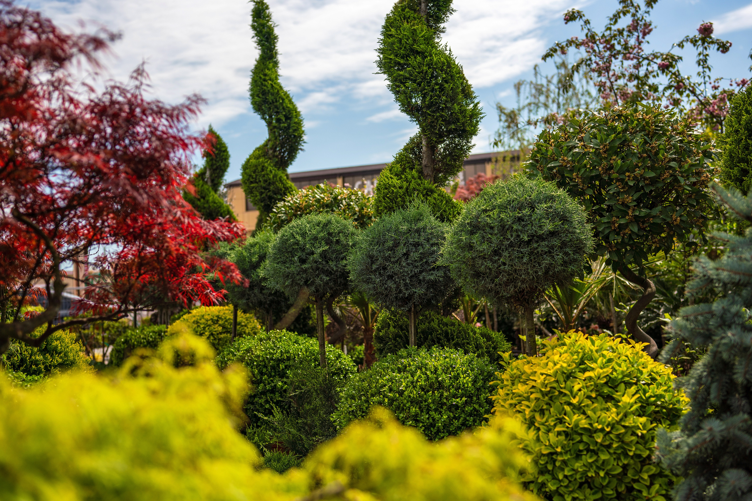 Садовый центр Зеленый город. Фотограф Сочи