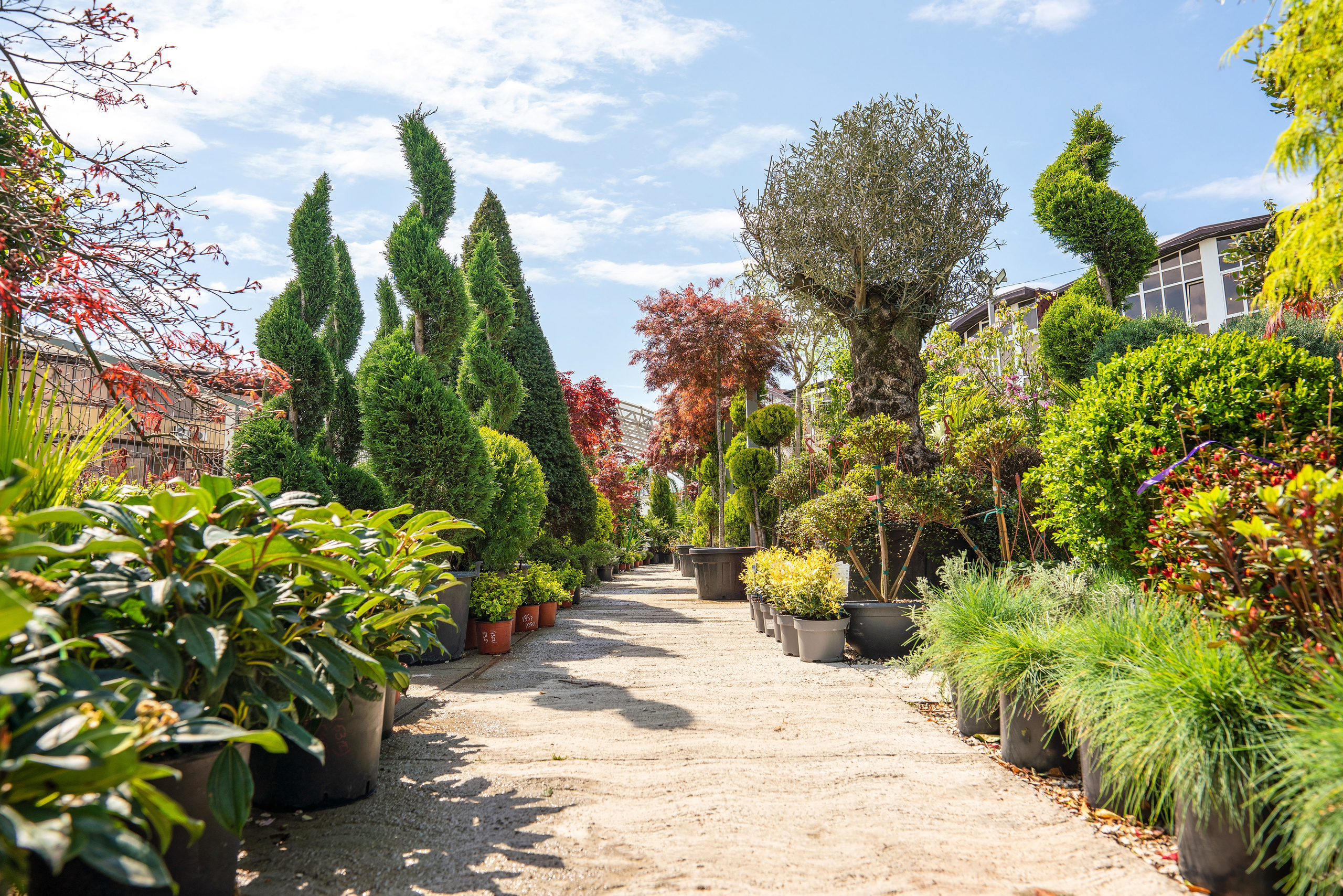 Садовый центр Зеленый город. Фотограф Сочи