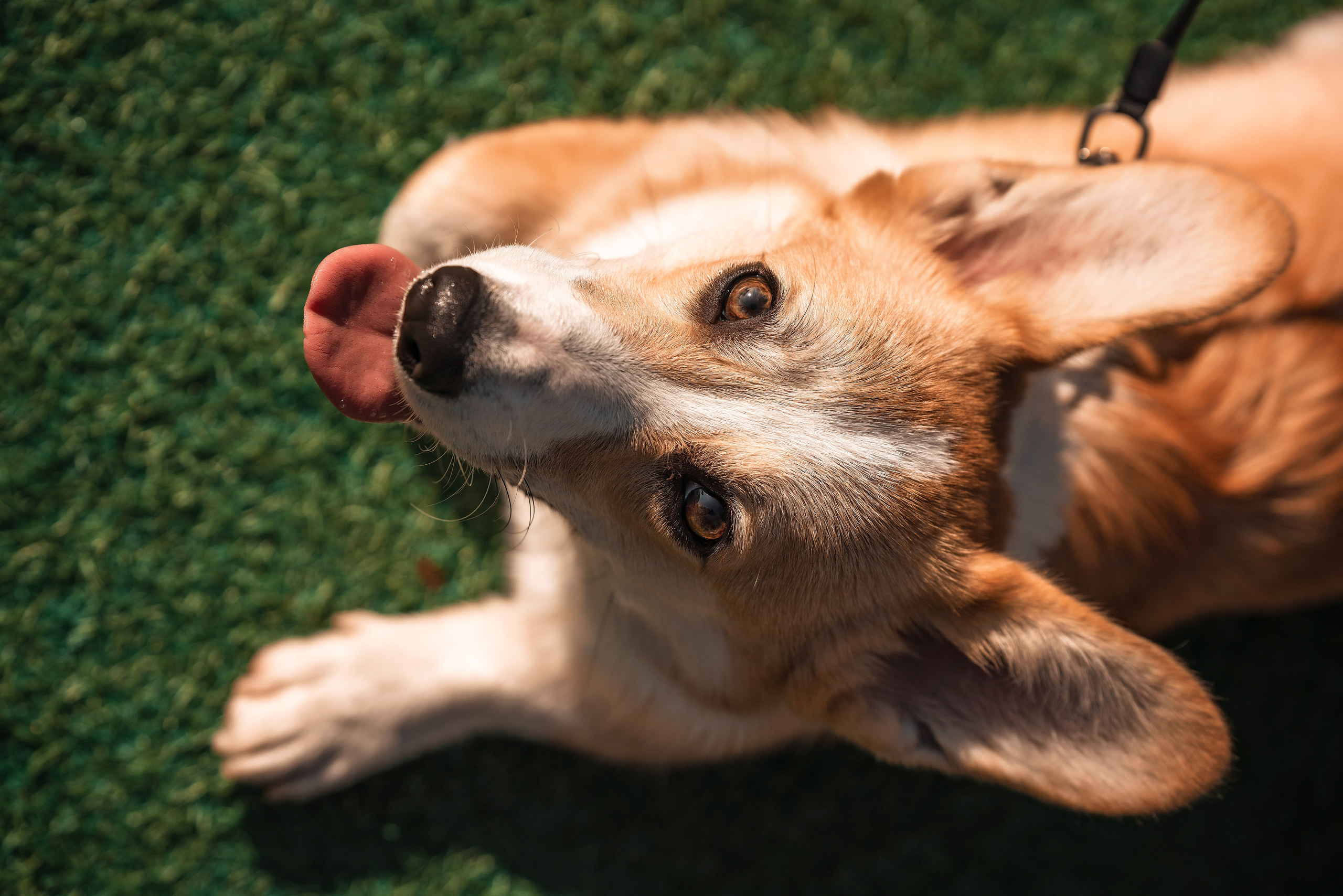 Фотограф в Адлере на день рождение. Фотограф Сочи