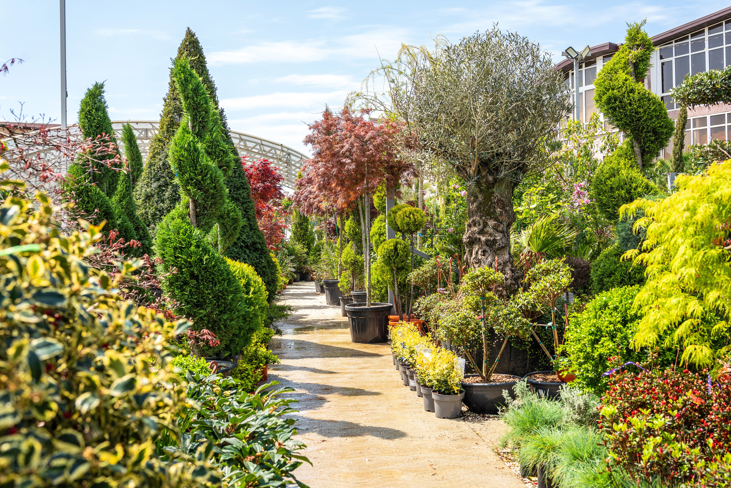 Садовый центр Зеленый город. Фотограф Сочи