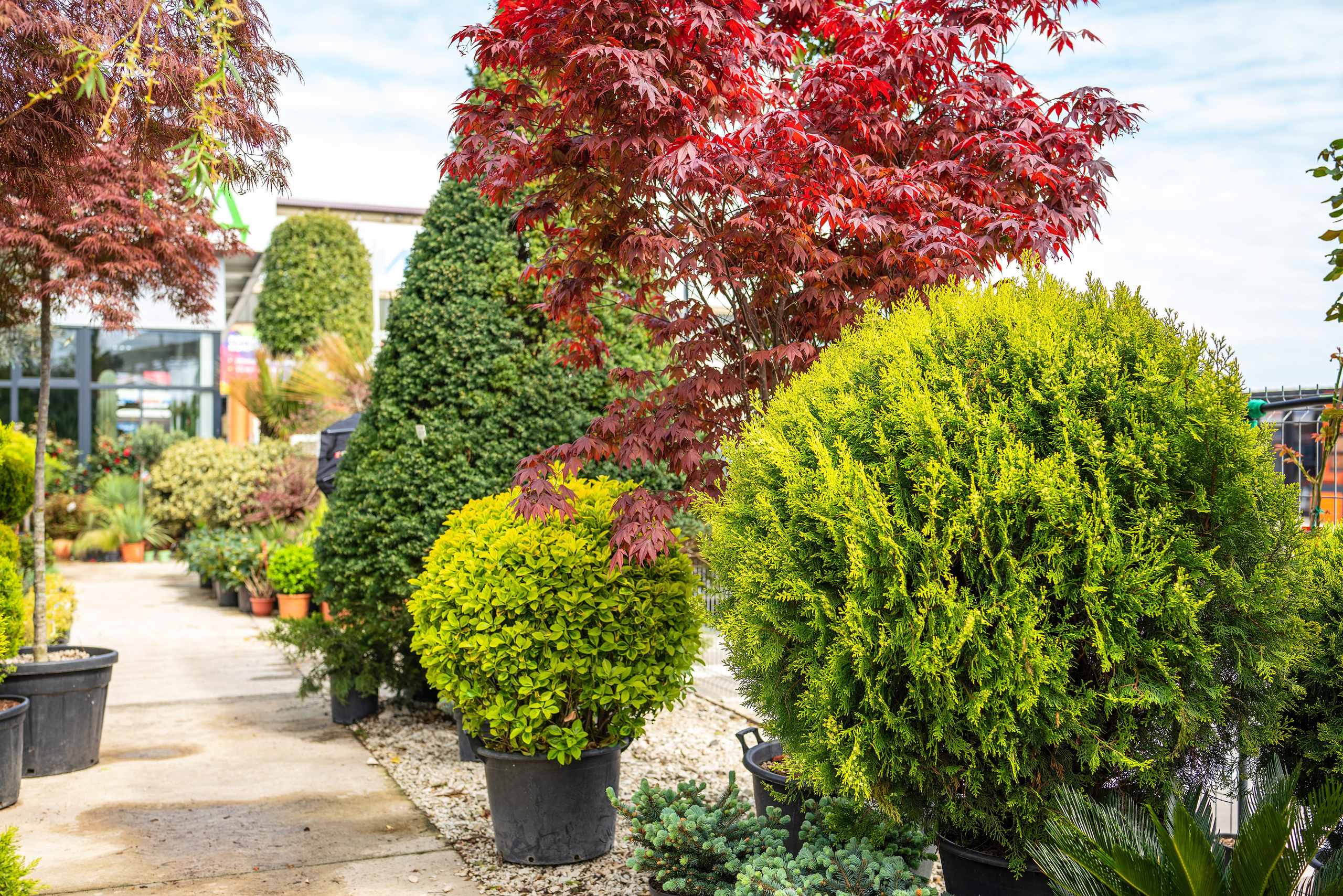 Садовый центр Зеленый город. Фотограф Сочи