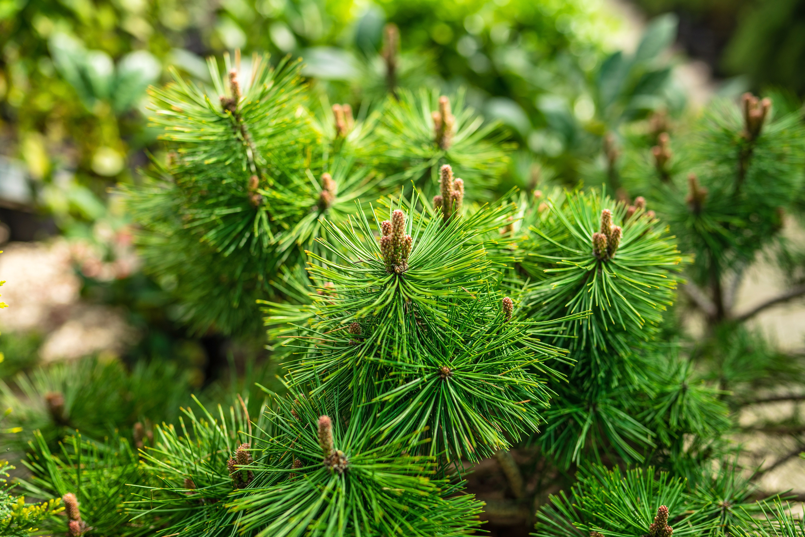 Садовый центр Зеленый город. Фотограф Сочи