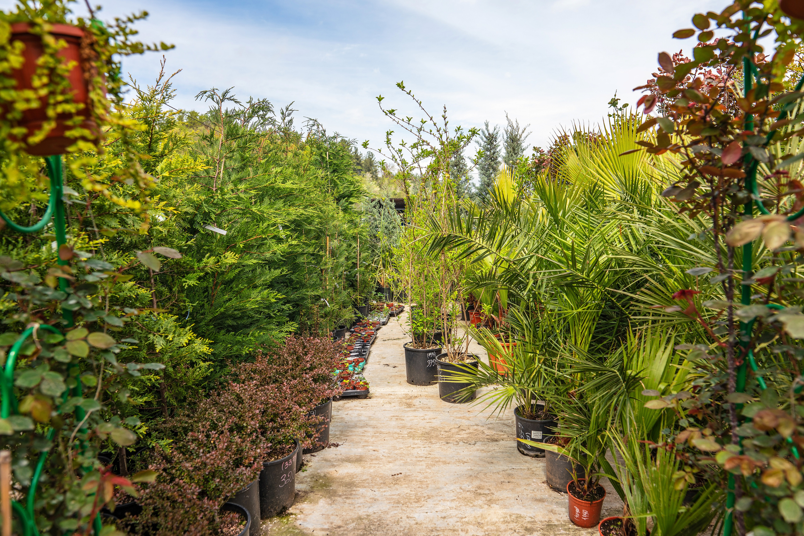 Садовый центр Зеленый город. Фотограф Сочи