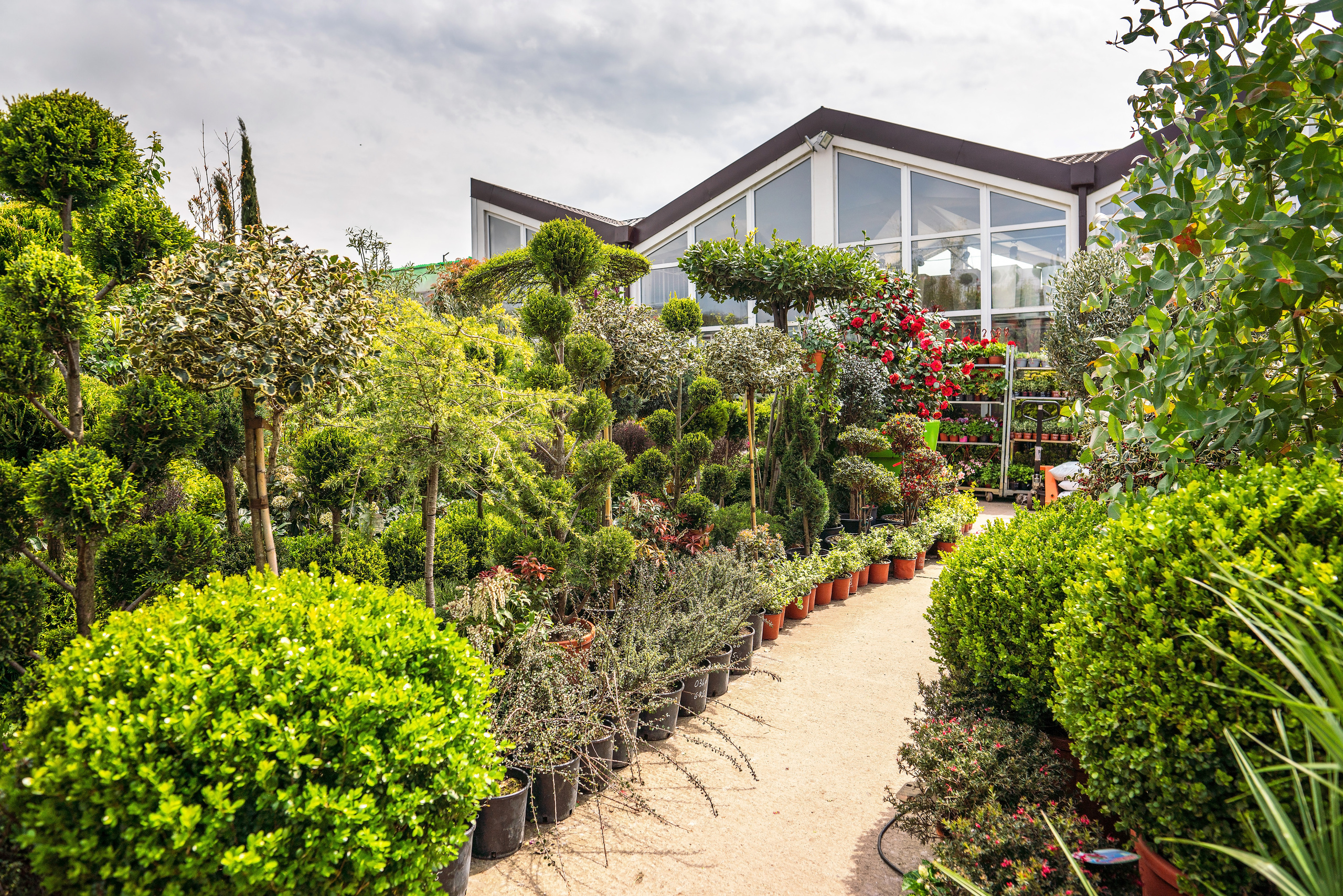 Садовый центр Зеленый город. Фотограф Сочи