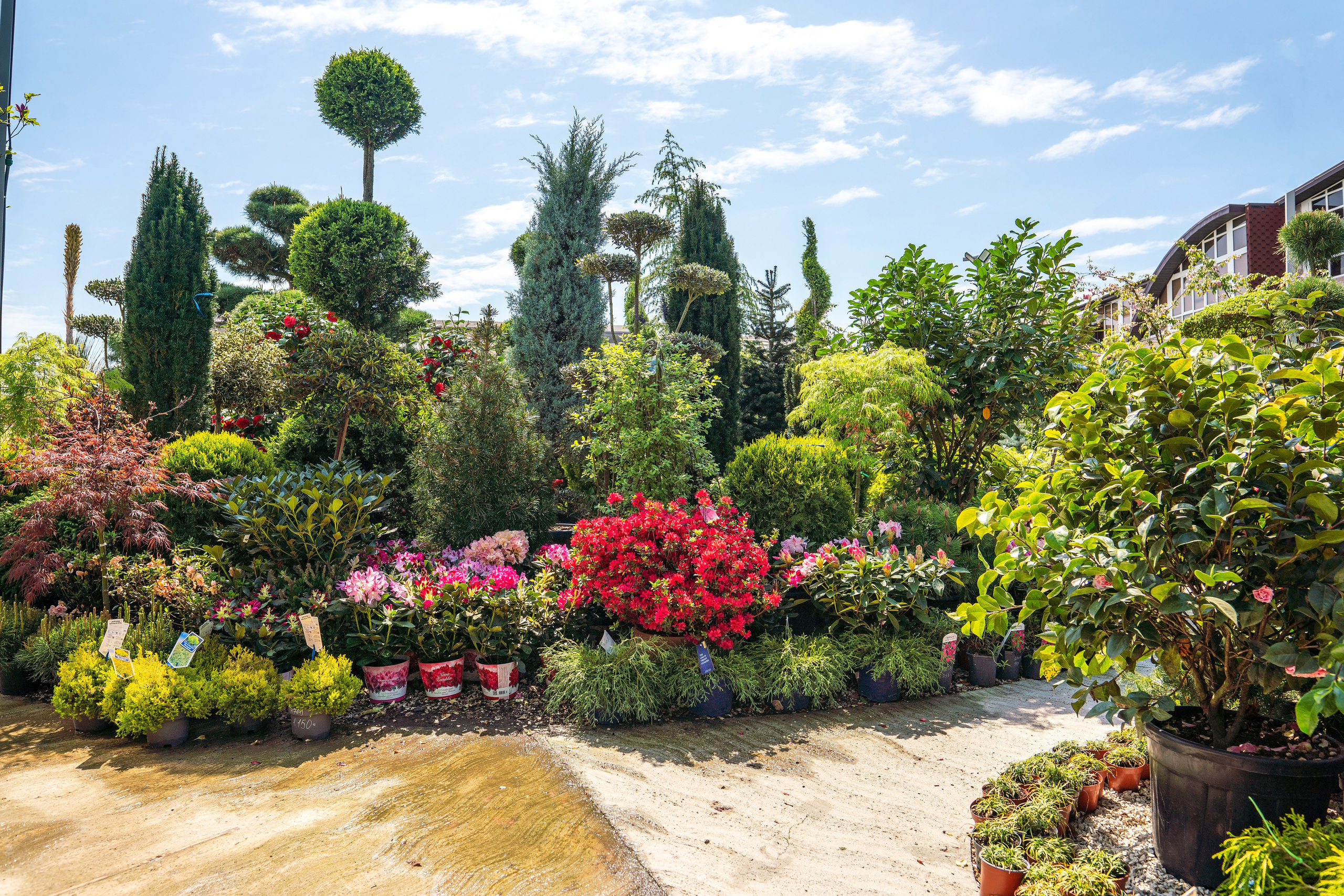 Садовый центр Зеленый город. Фотограф Сочи
