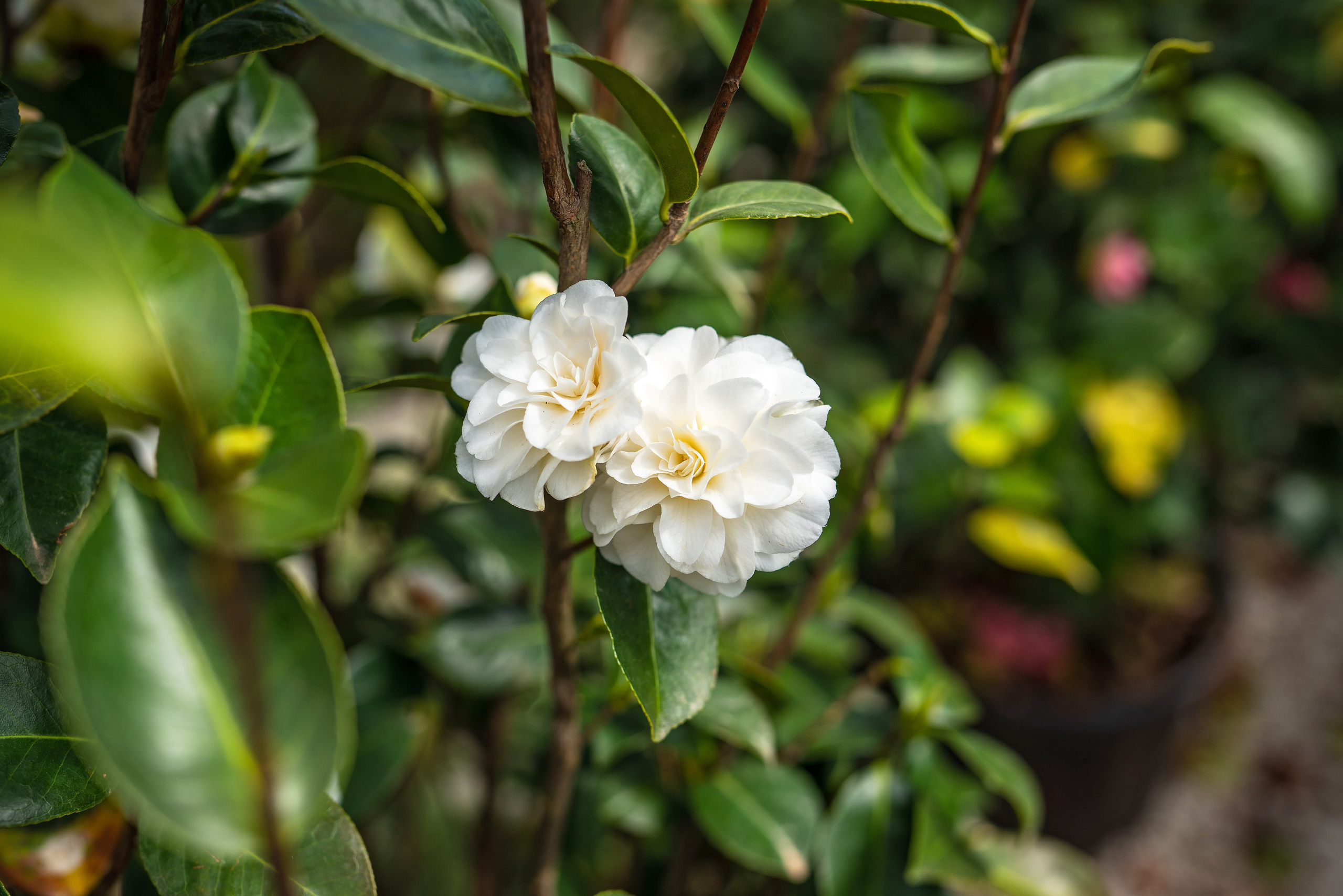 Садовый центр Зеленый город. Фотограф Сочи