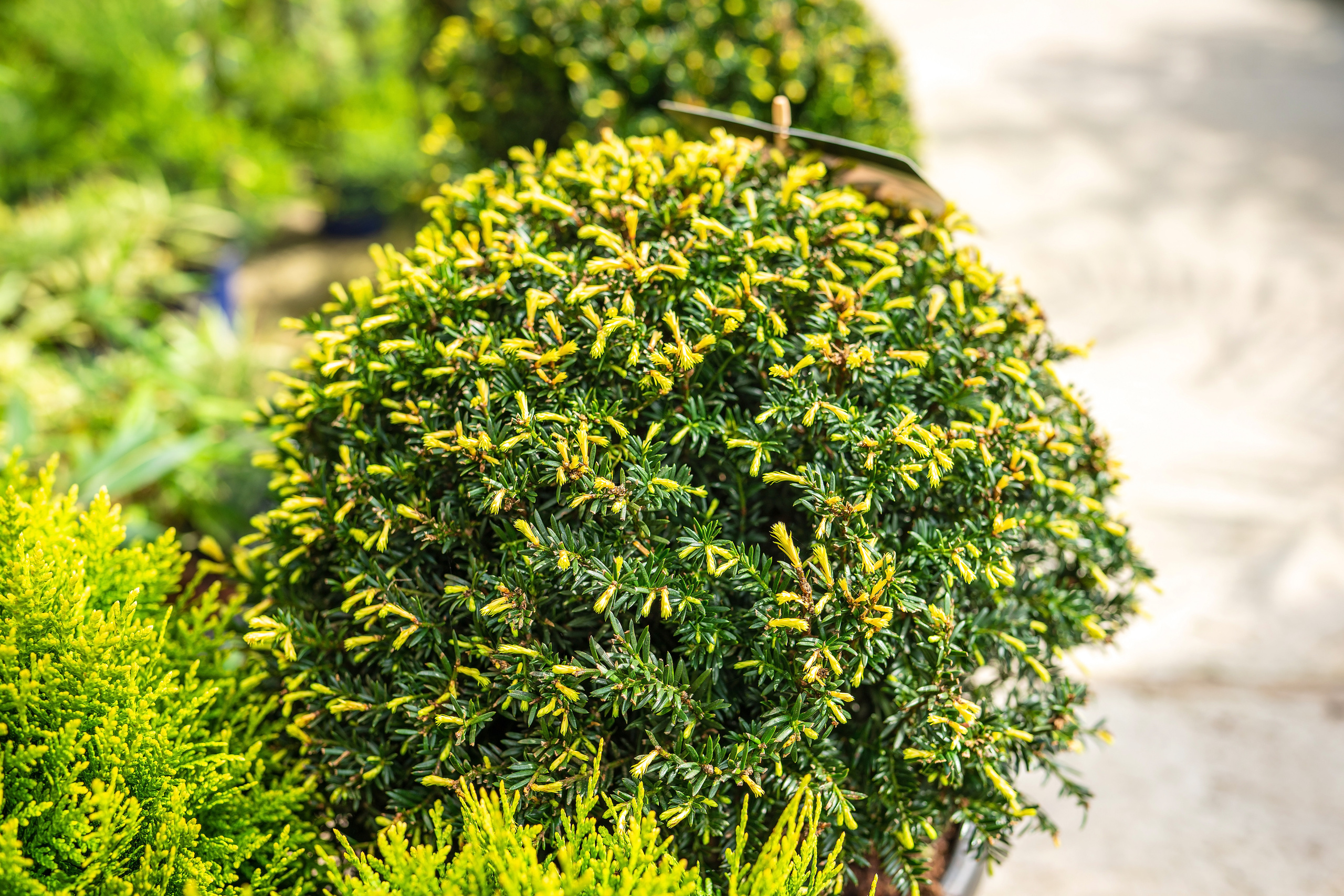 Садовый центр Зеленый город. Фотограф Сочи