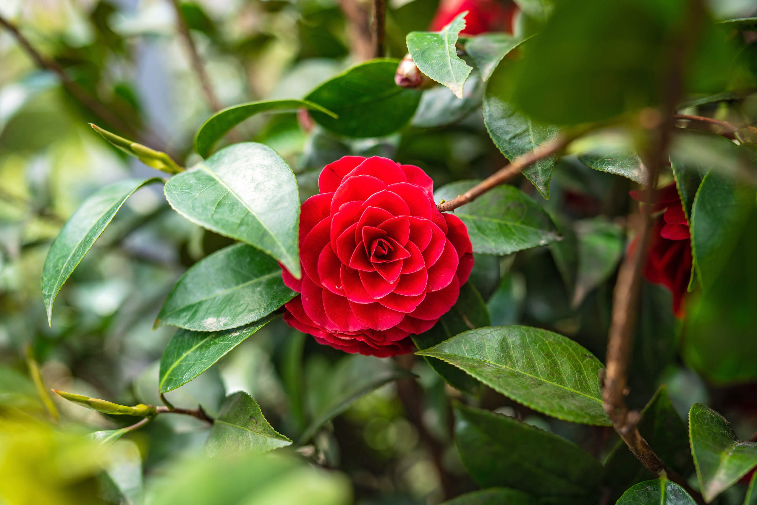 Садовый центр Зеленый город. Фотограф Сочи