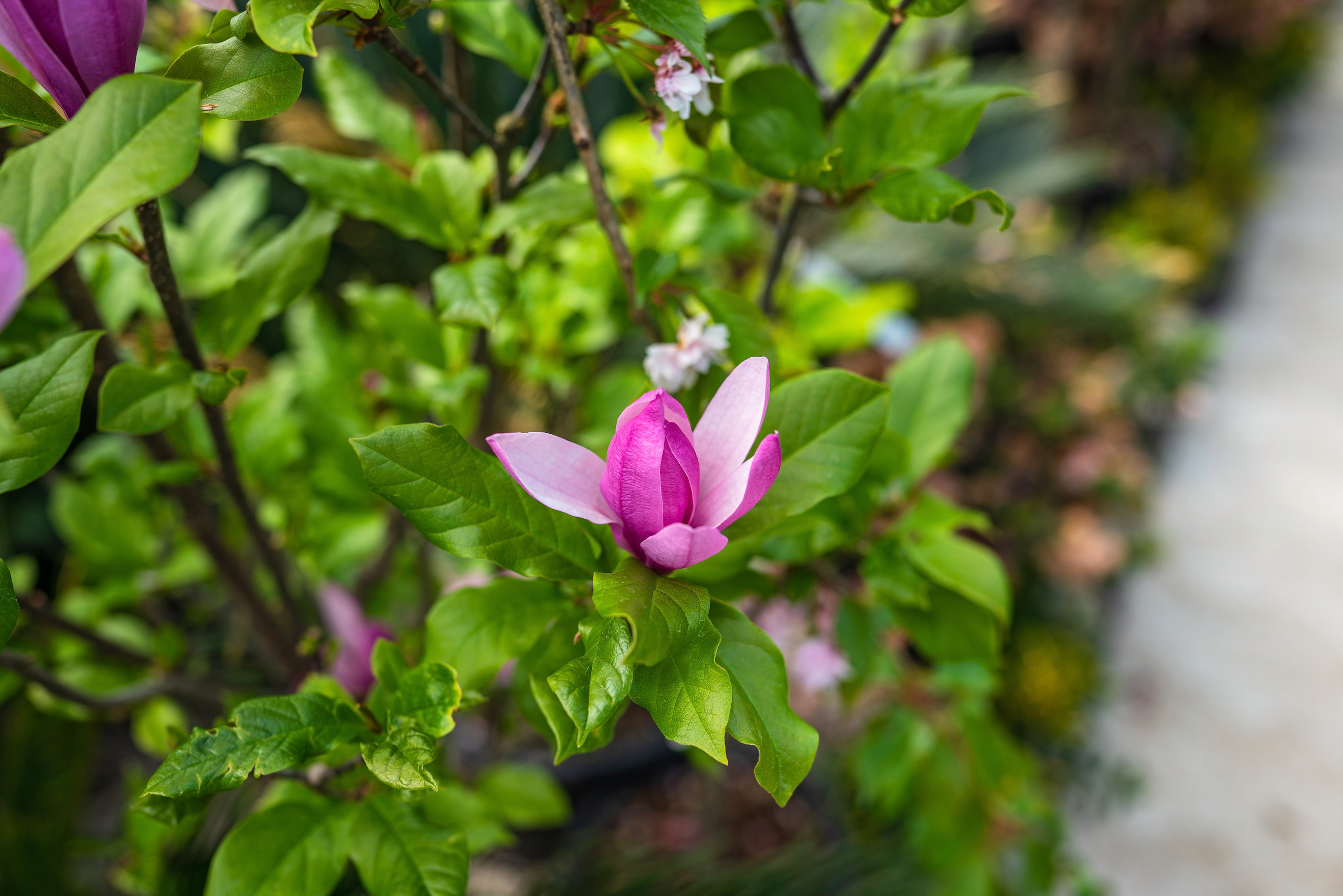 Садовый центр Зеленый город. Фотограф Сочи
