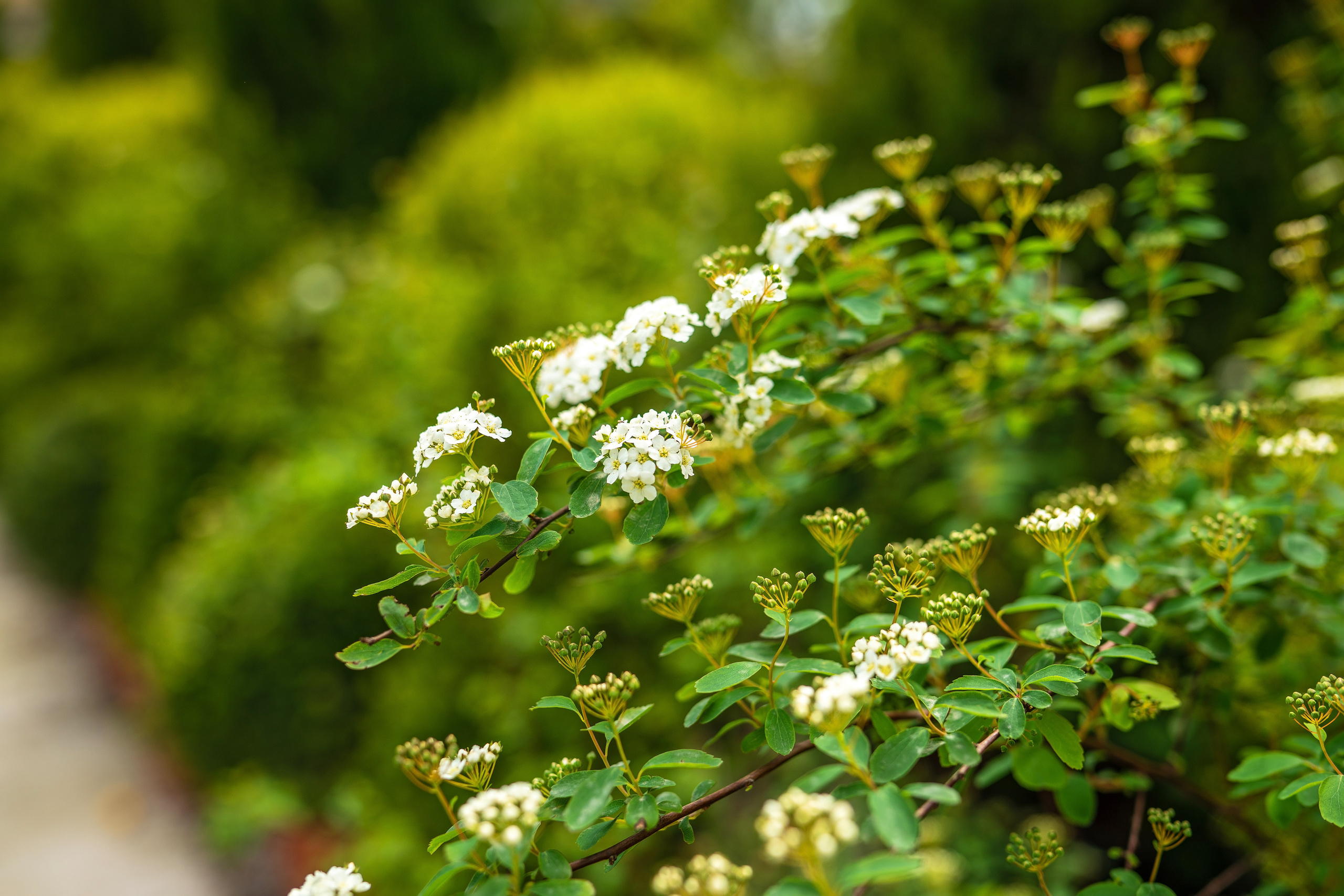 Садовый центр Зеленый город. Фотограф Сочи