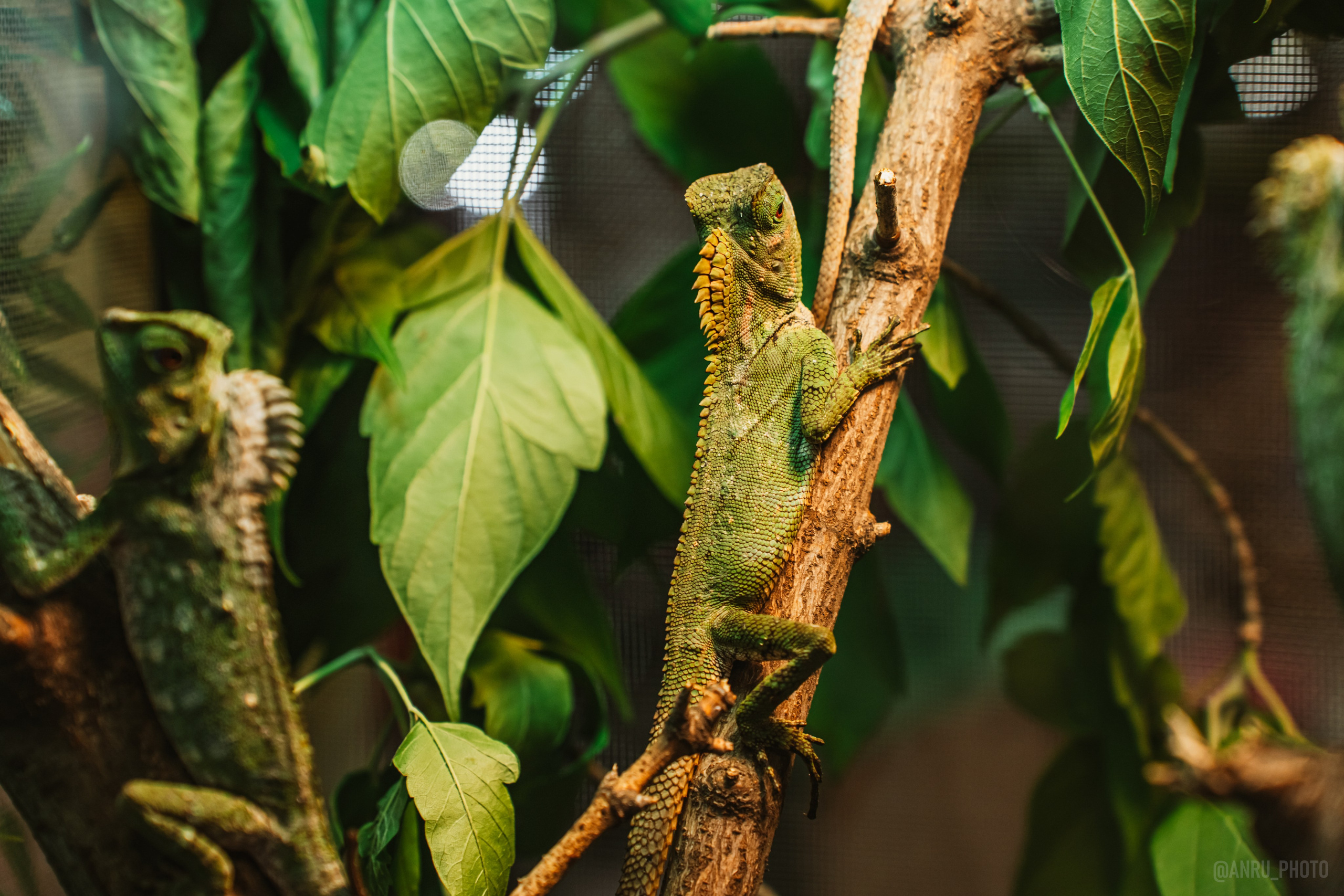 Рептилиум. Репортажный фотограф Анастасия Рубцова