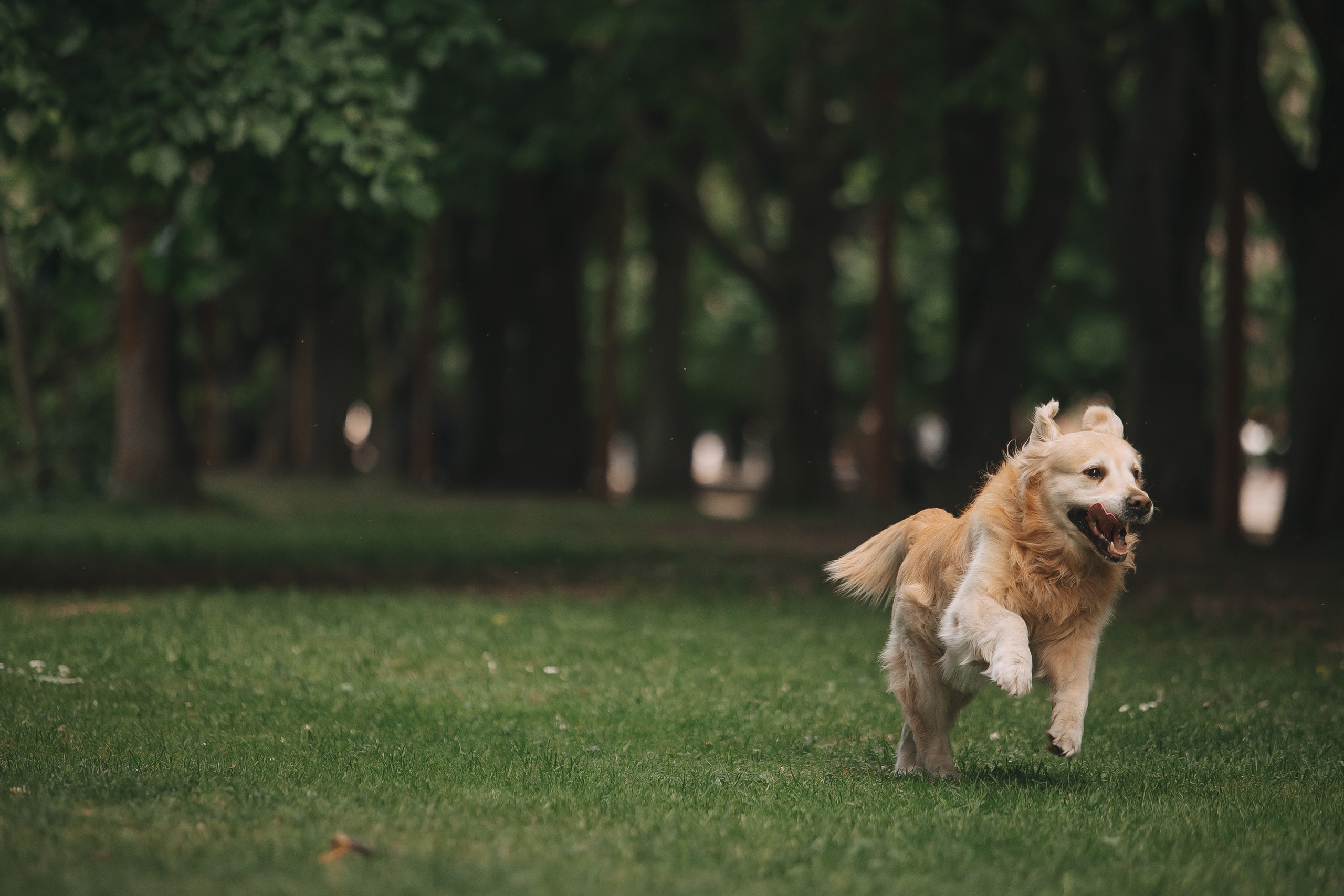 Золотистый ретривер Кант, Калининград. Свадебный и женский фотограф