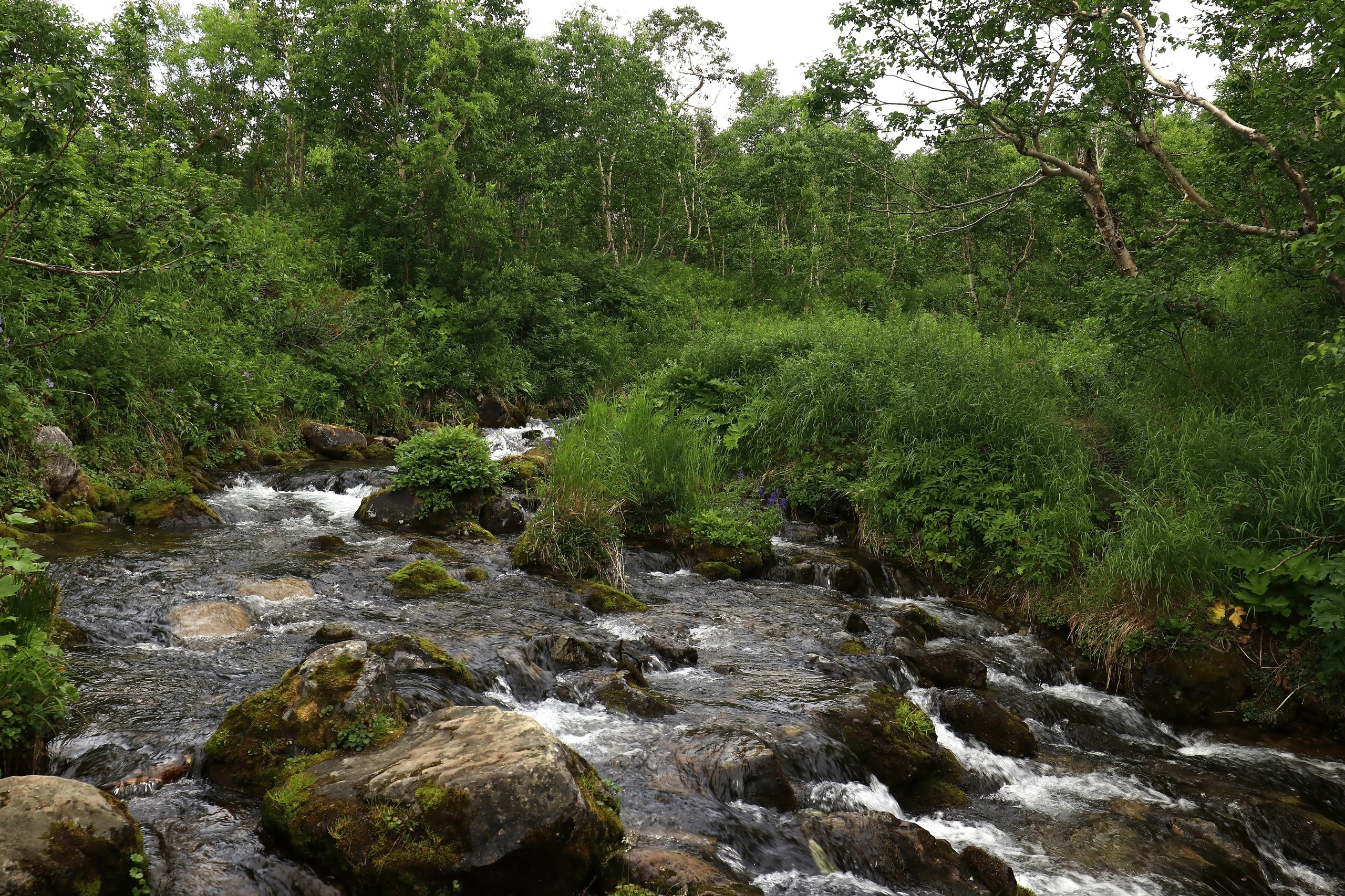 Камчатка и о. Парамушир. Июль 2024. Путешественник-фотограф из Санкт-Петербурга Татьяна Свистулина