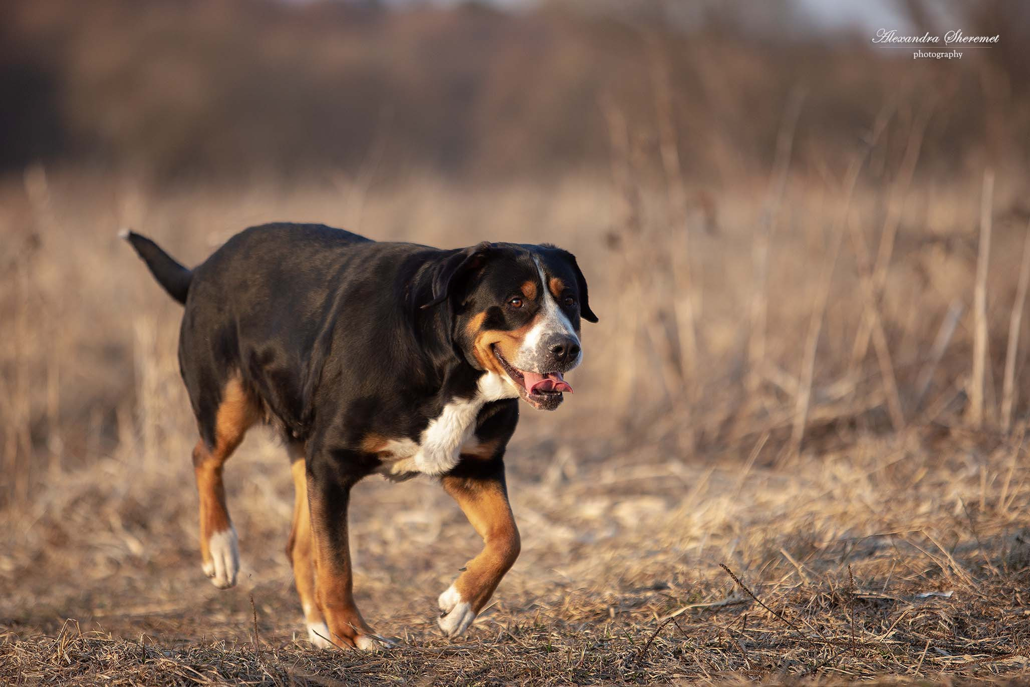 Большой Швейцарский Зенненхунд Санбёдс Серафима. Питомник Больших Швейцарских Зенненхундов в Калужской области