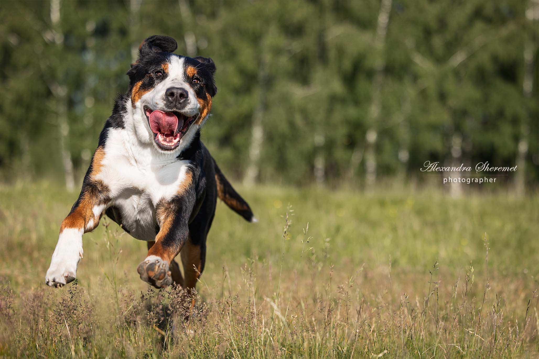 Большой Швейцарский Зенненхунд Бриошь с Крестового Похода. Питомник Больших Швейцарских Зенненхундов в Калужской области