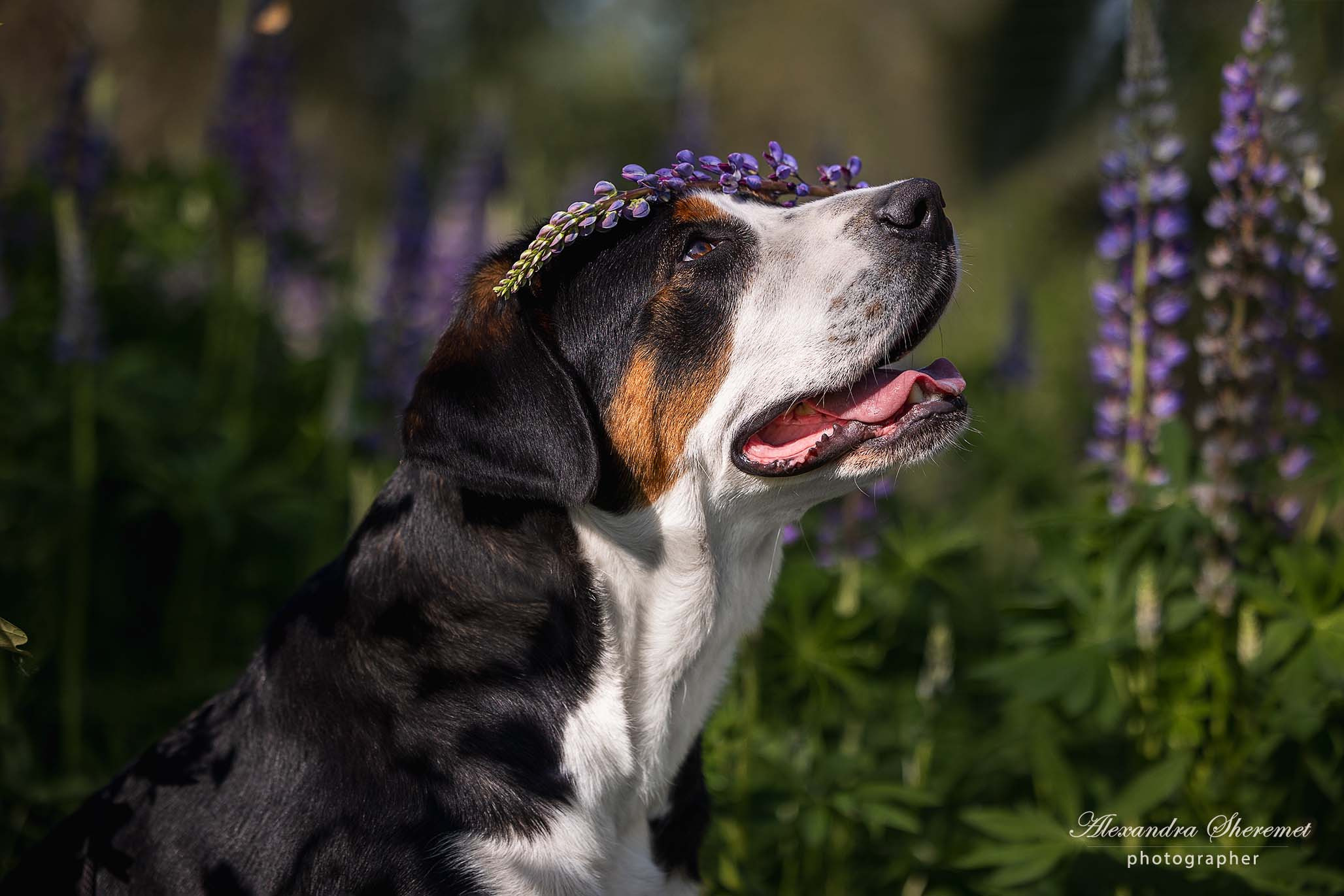 Большой Швейцарский Зенненхунд Бриошь с Крестового Похода. Питомник Больших Швейцарских Зенненхундов в Калужской области