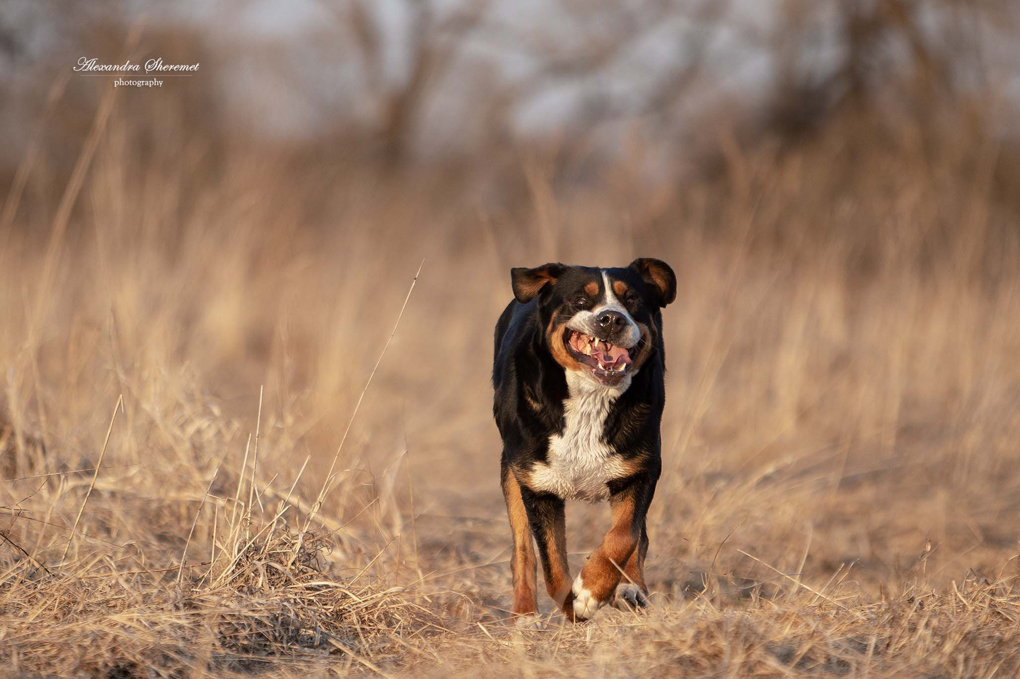 Большой Швейцарский Зенненхунд Санбёдс Серафима. Питомник Больших Швейцарских Зенненхундов в Калужской области