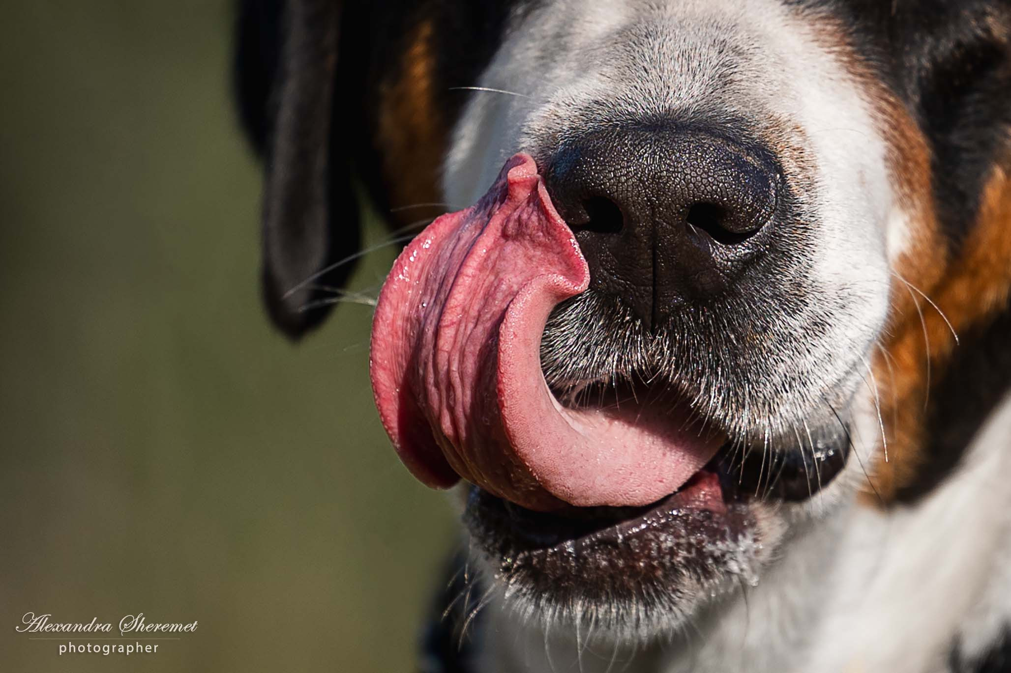 Большой Швейцарский Зенненхунд Бриошь с Крестового Похода. Питомник Больших Швейцарских Зенненхундов в Калужской области
