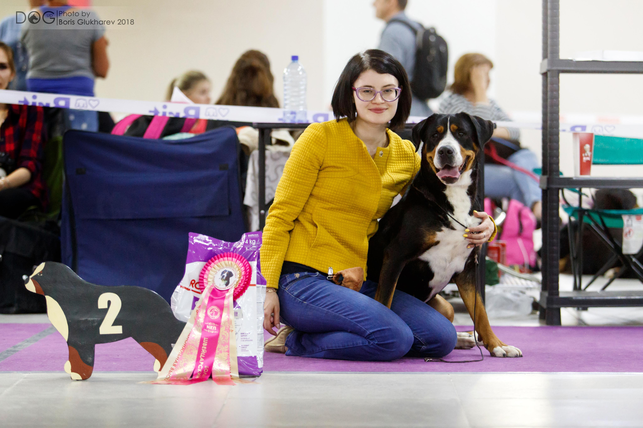 Большой Швейцарский Зенненхунд Санбёдс Серафима. Питомник Больших Швейцарских Зенненхундов в Калужской области