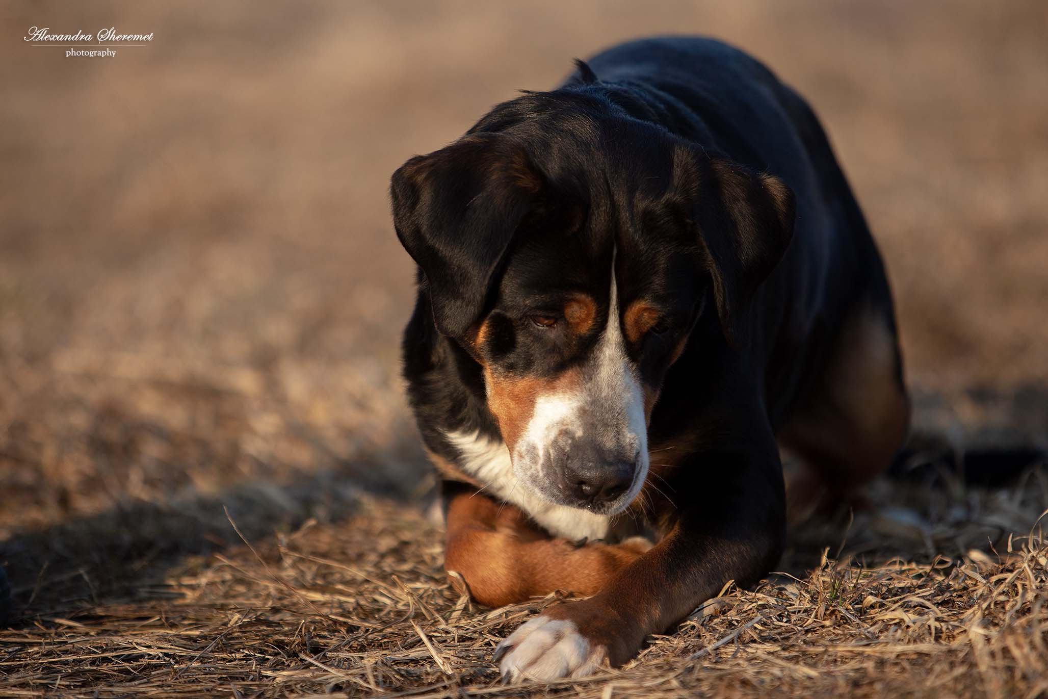 Большой Швейцарский Зенненхунд Санбёдс Серафима. Питомник Больших Швейцарских Зенненхундов в Калужской области