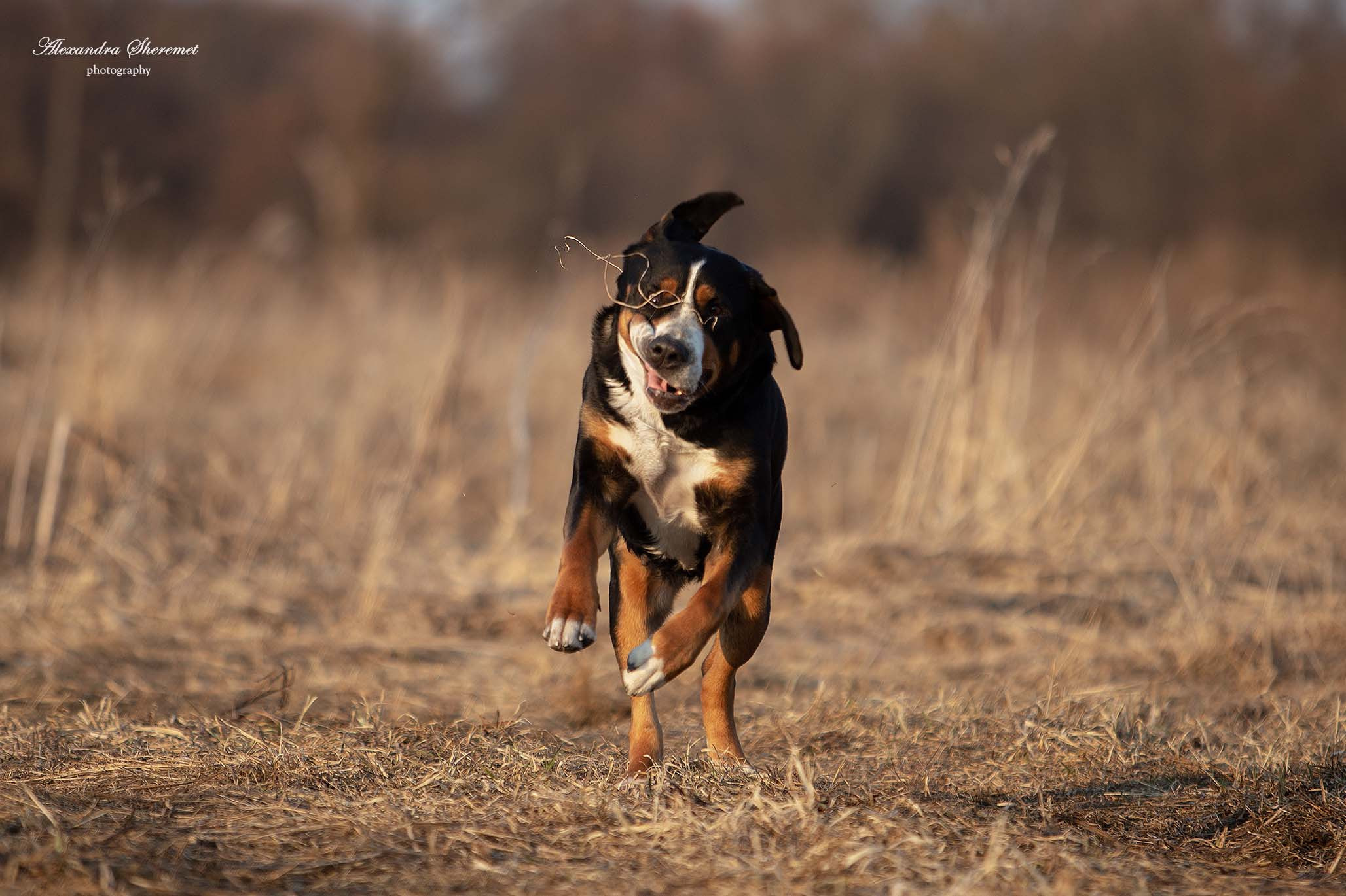 Большой Швейцарский Зенненхунд Санбёдс Серафима. Питомник Больших Швейцарских Зенненхундов в Калужской области