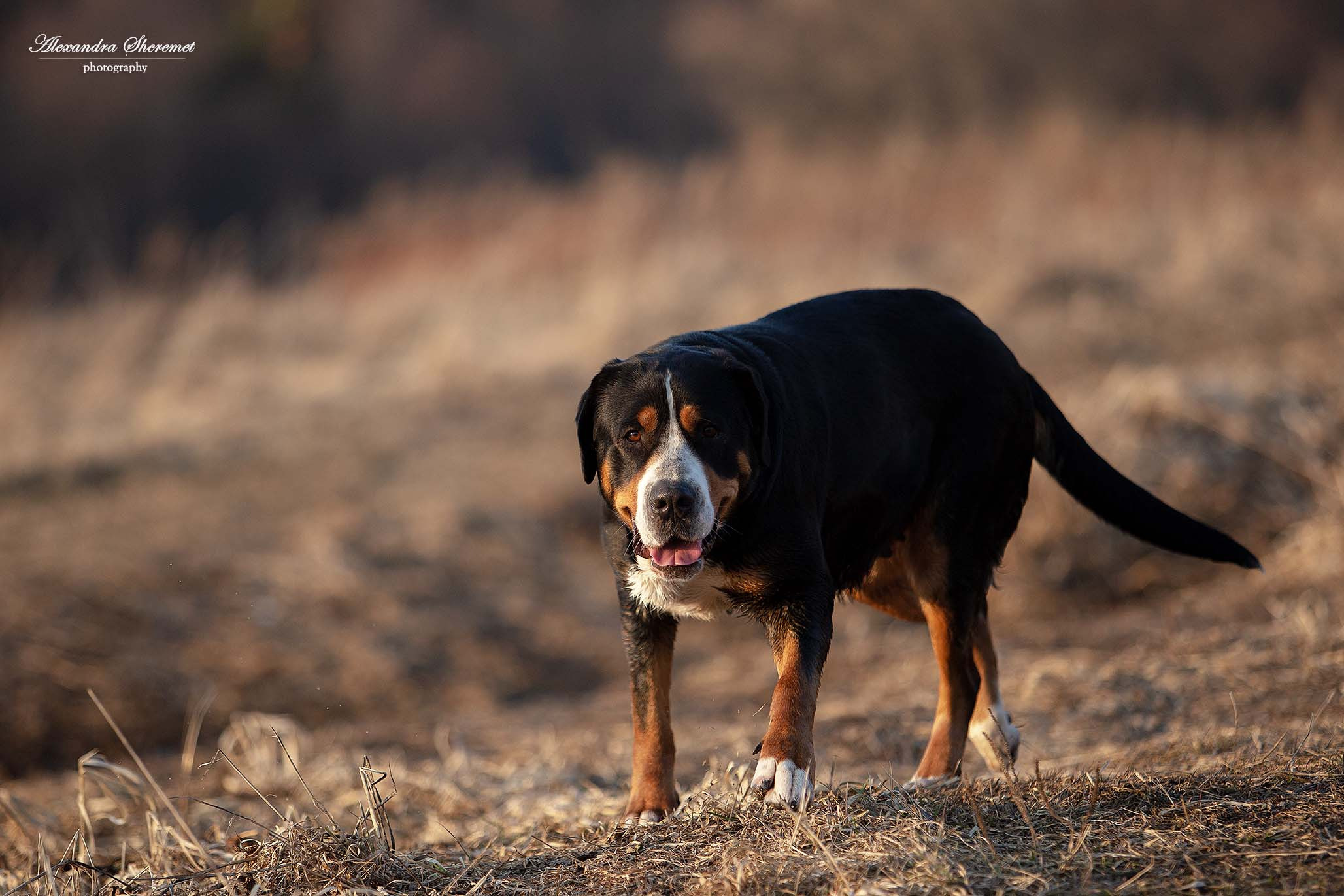 Большой Швейцарский Зенненхунд Санбёдс Серафима. Питомник Больших Швейцарских Зенненхундов в Калужской области