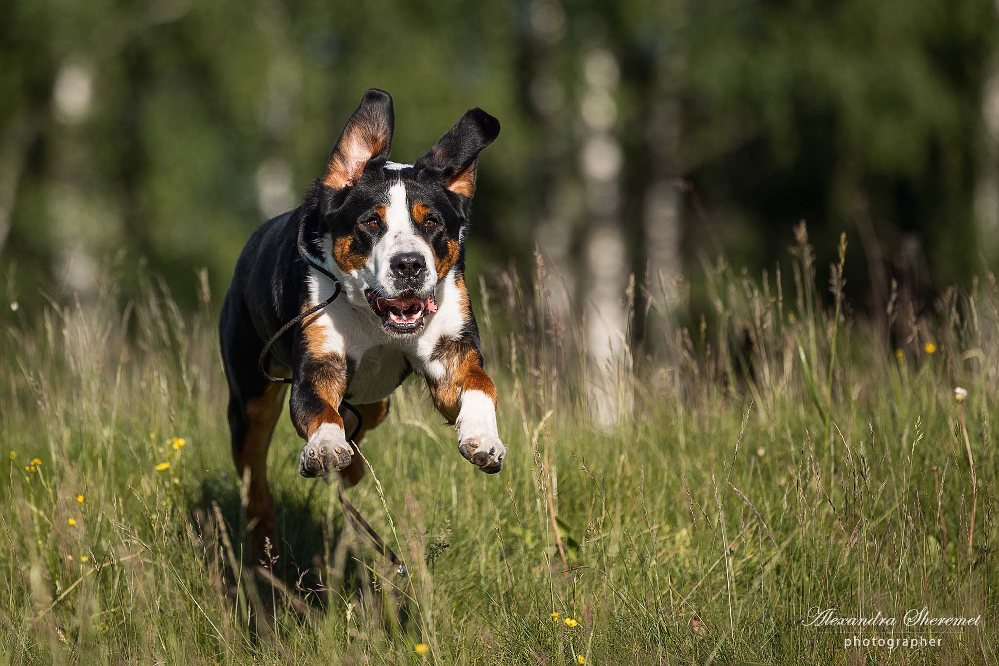 Большой Швейцарский Зенненхунд Бриошь с Крестового Похода. Питомник Больших Швейцарских Зенненхундов в Калужской области