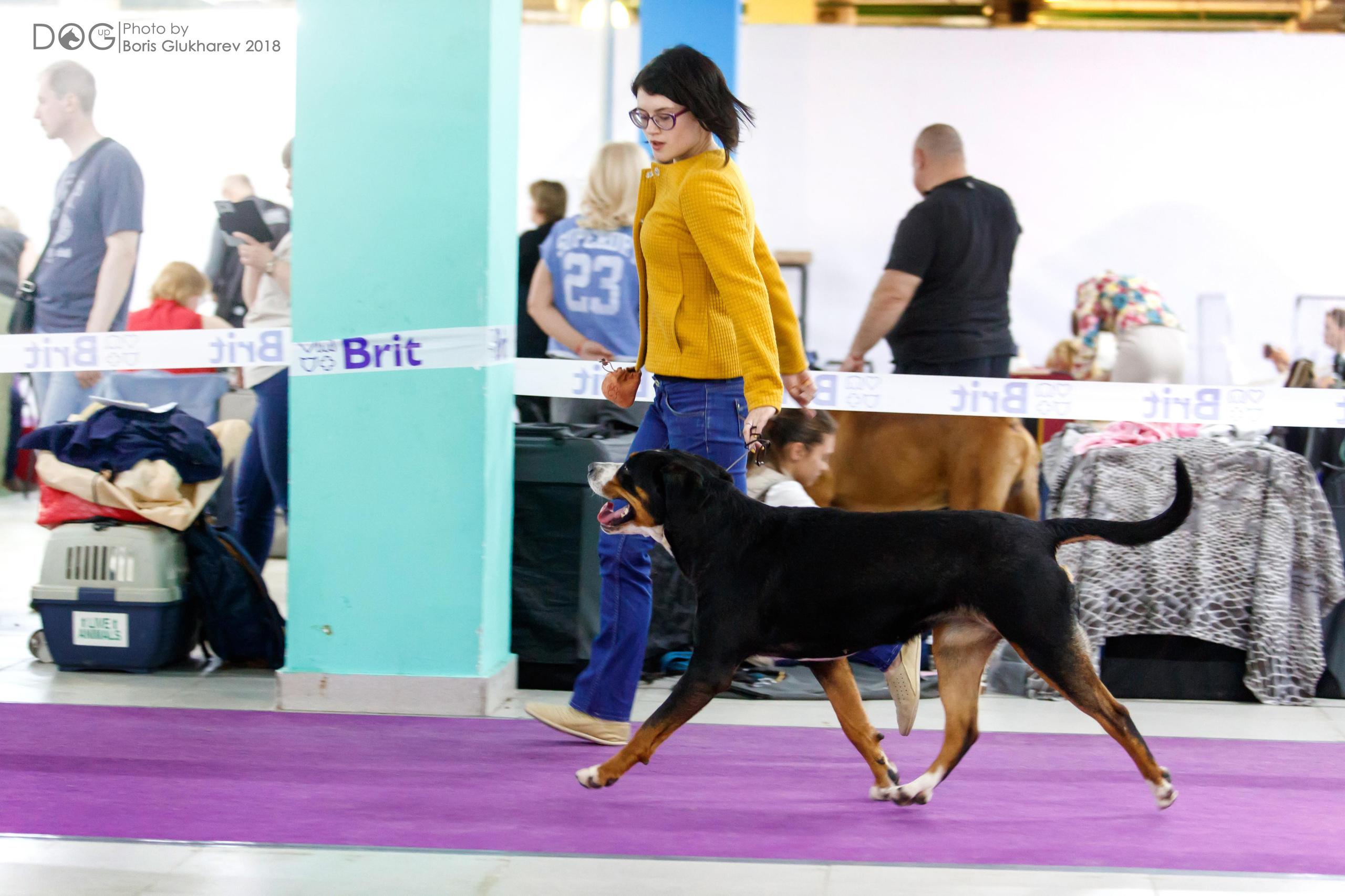Большой Швейцарский Зенненхунд Санбёдс Серафима. Питомник Больших Швейцарских Зенненхундов в Калужской области