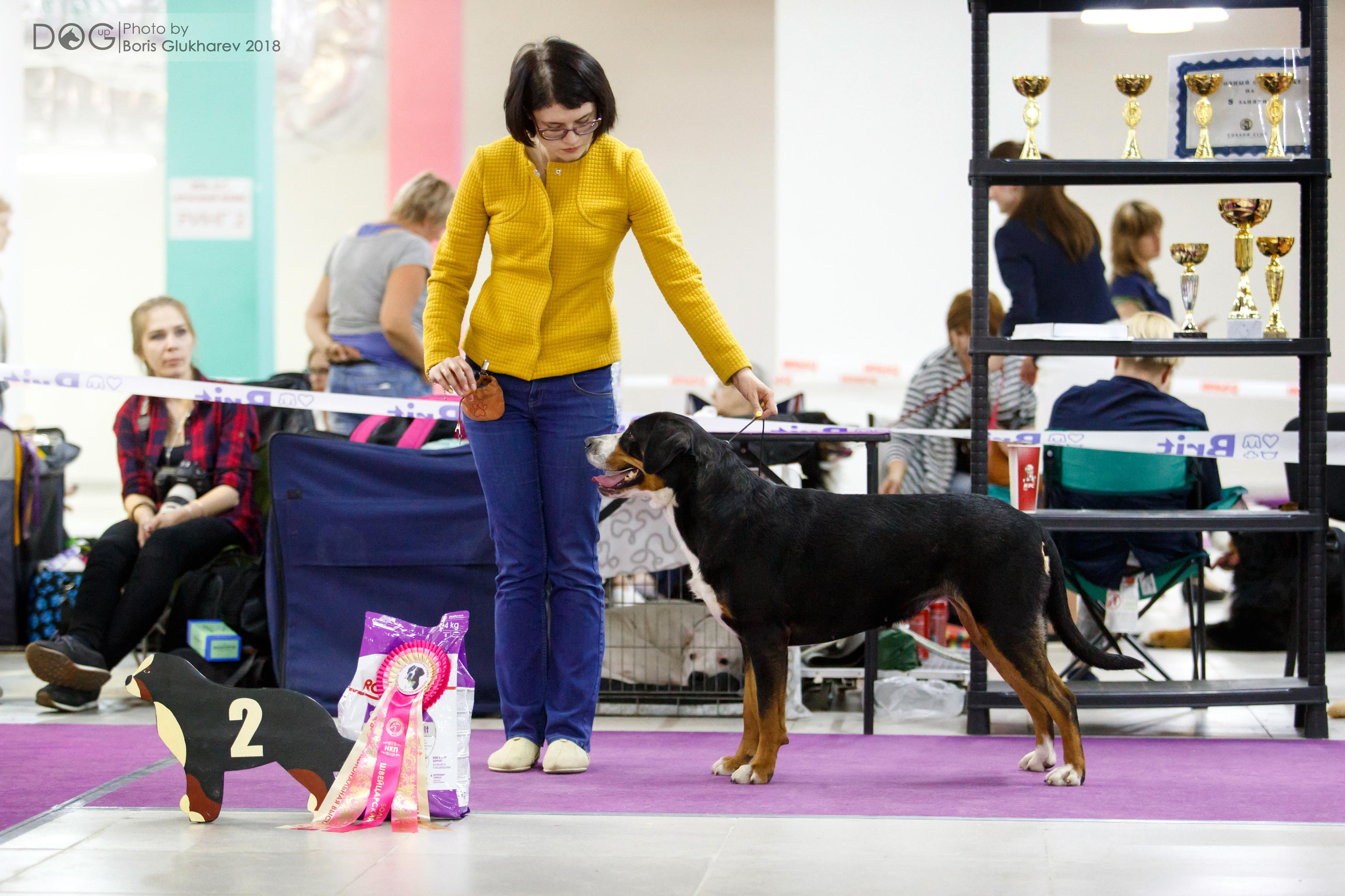 Большой Швейцарский Зенненхунд Санбёдс Серафима. Питомник Больших Швейцарских Зенненхундов в Калужской области