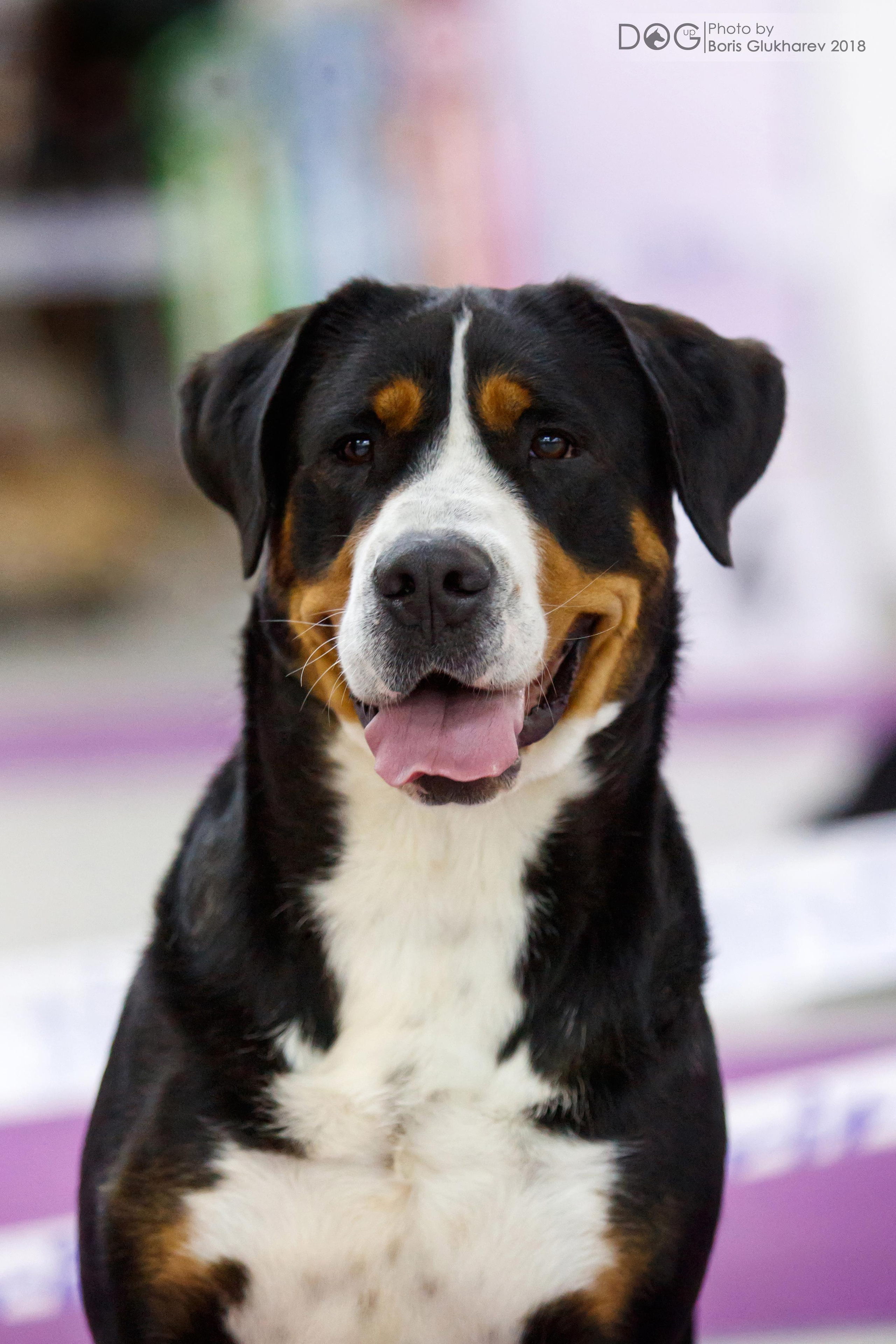 Большой Швейцарский Зенненхунд Санбёдс Серафима. Питомник Больших Швейцарских Зенненхундов в Калужской области