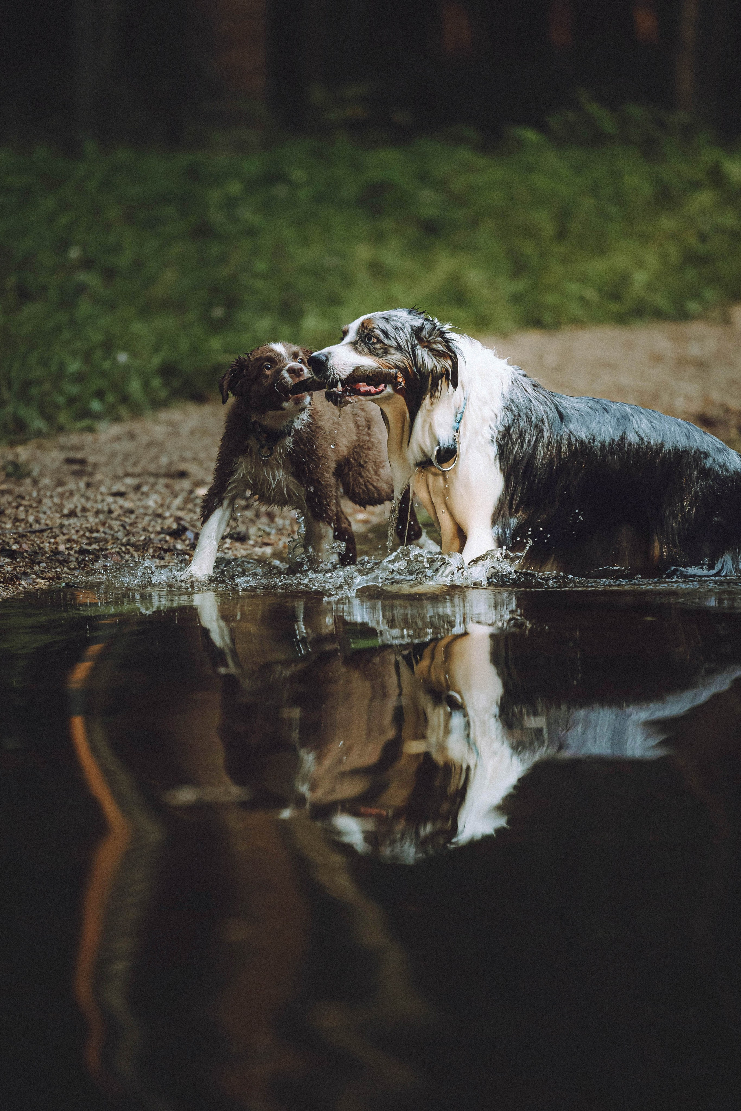 Лена, Принц и Фенек