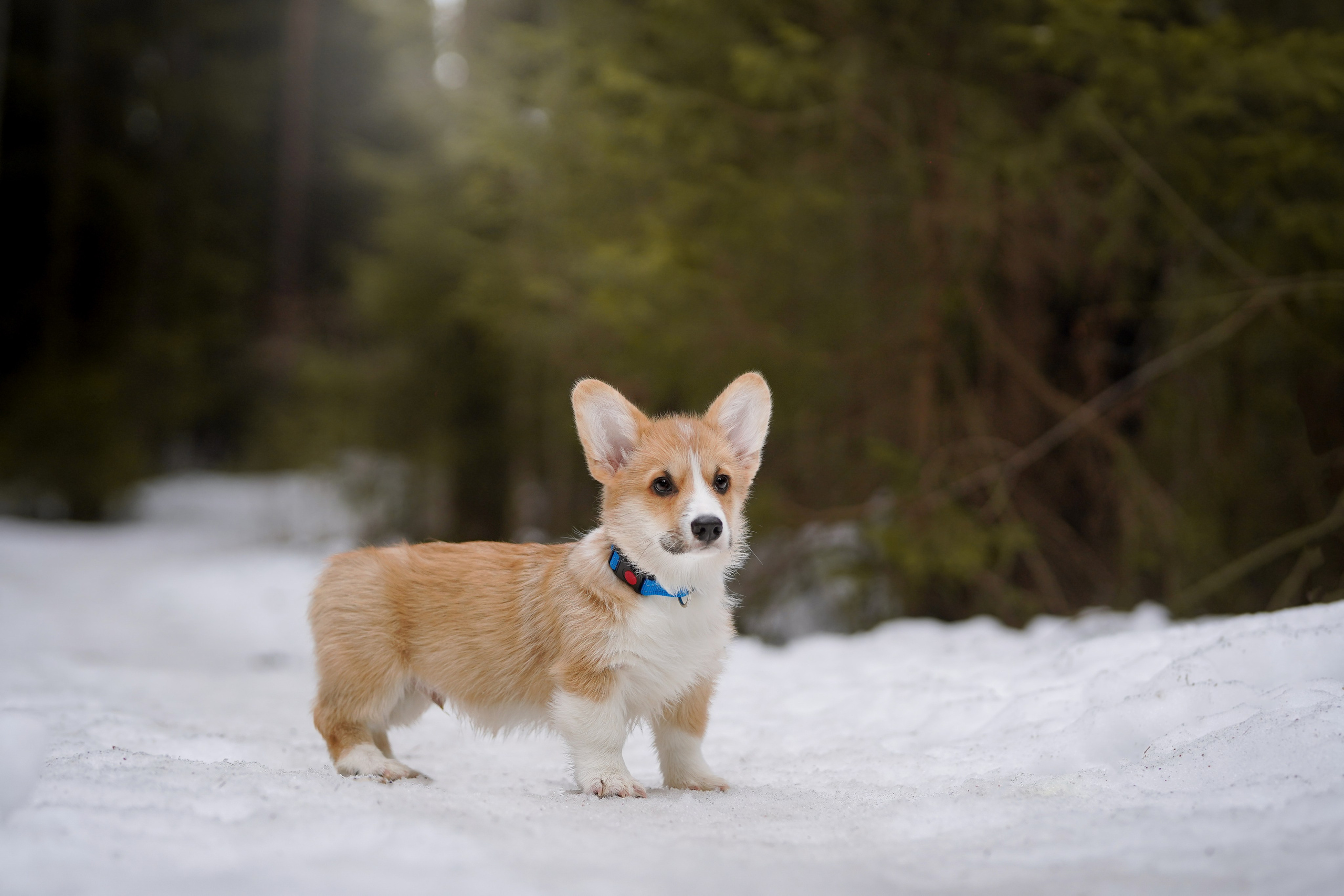 Щенки корги. Фотограф-анималист в Санкт-Петербурге Яна Мартынова
