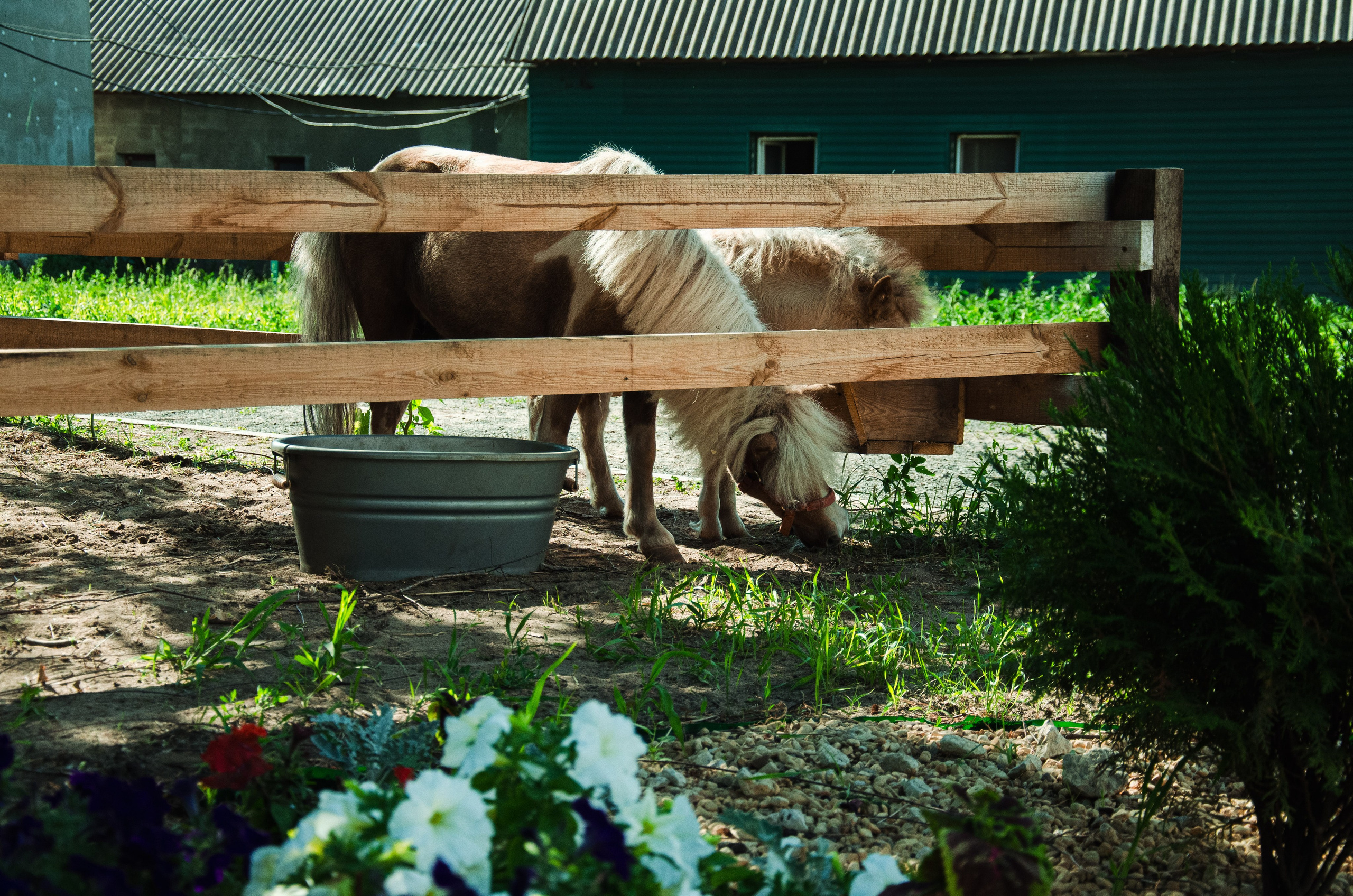 Лошади. Мультифотограф Виктория Лихоманова
