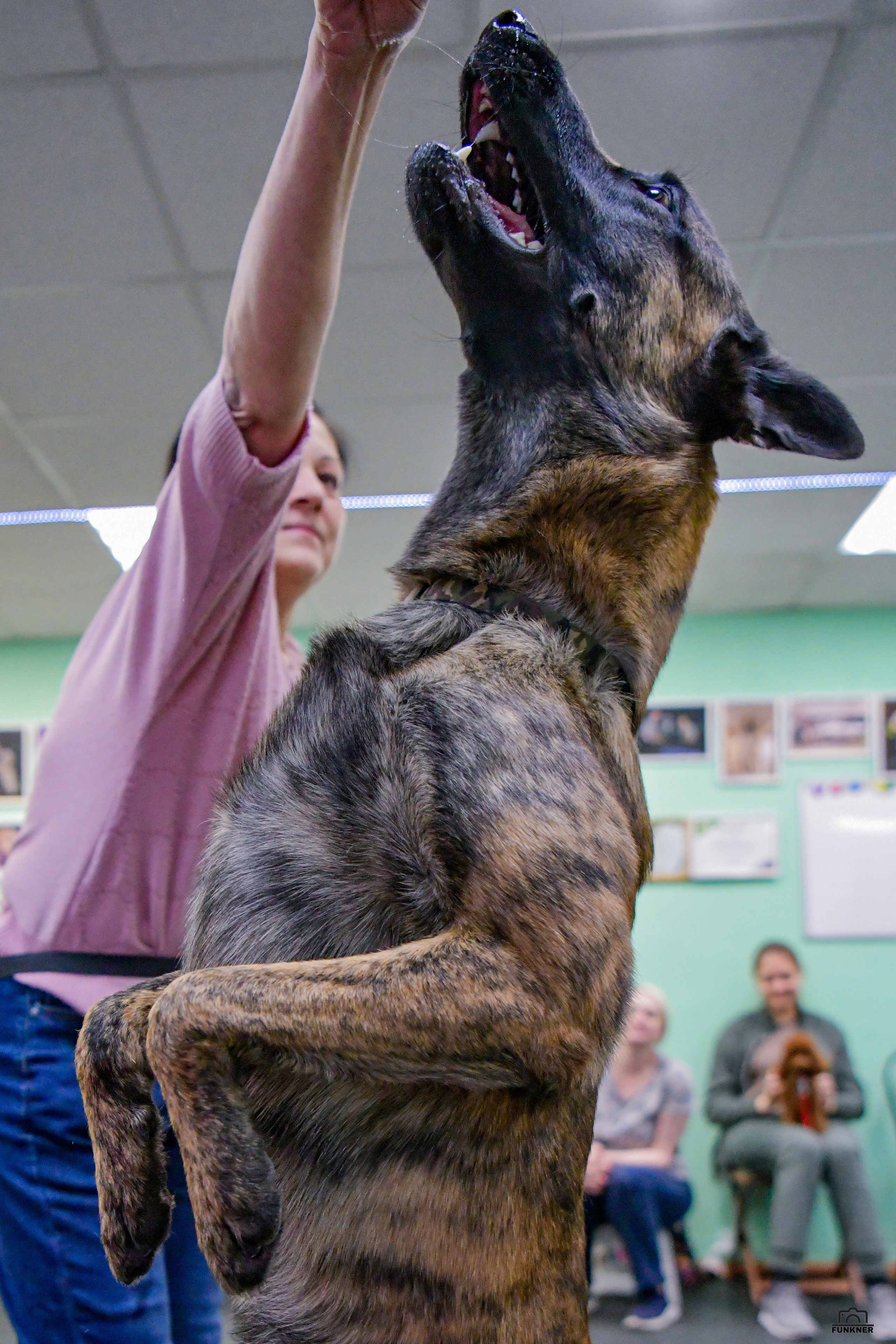 Кинологический клуб «Бодрый хвост». Свой взгляд через объектив