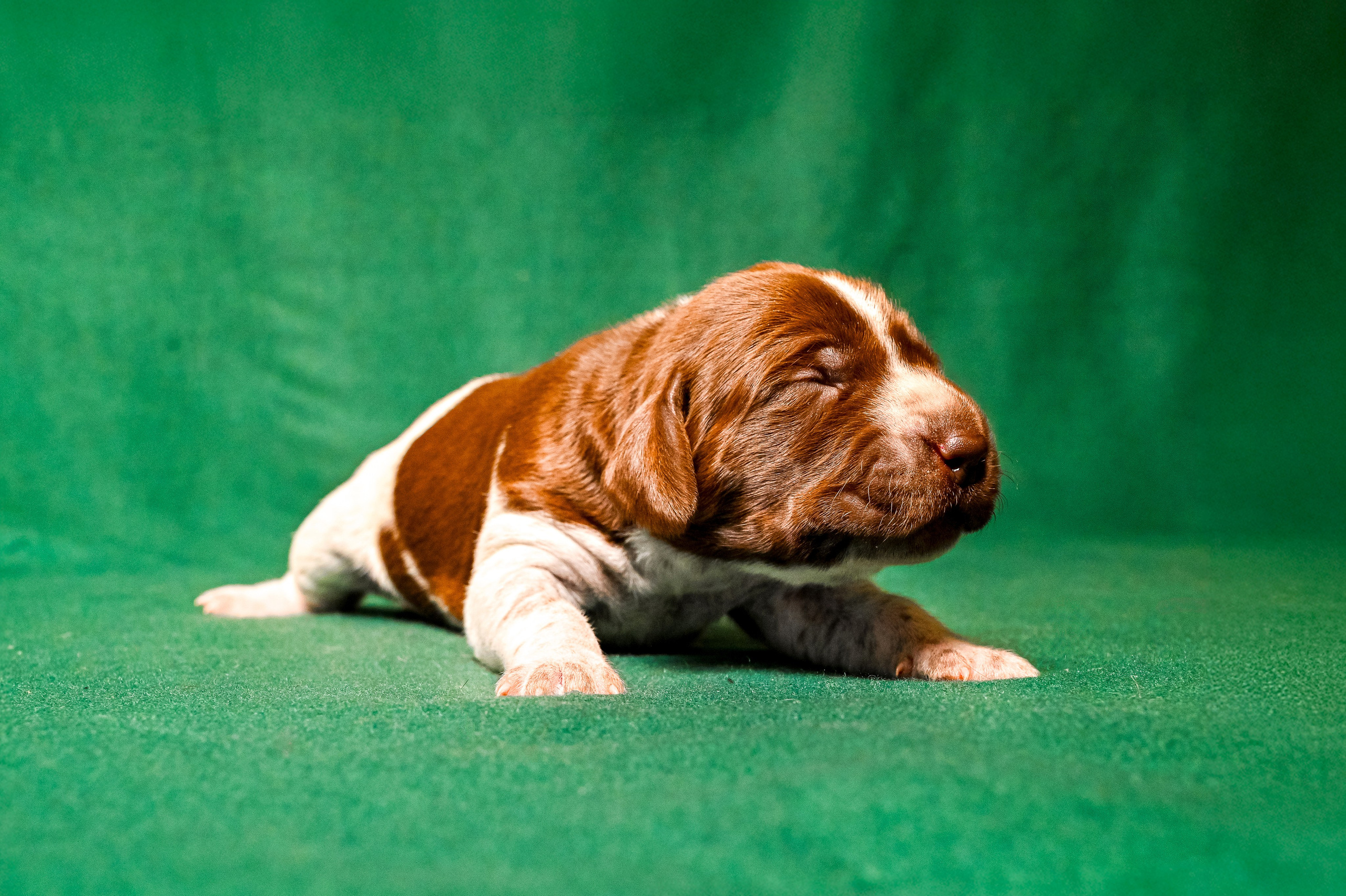 Питомцы. Интерьерный фотограф. Фото- видеосъемка недвижимости Санкт-Петербург