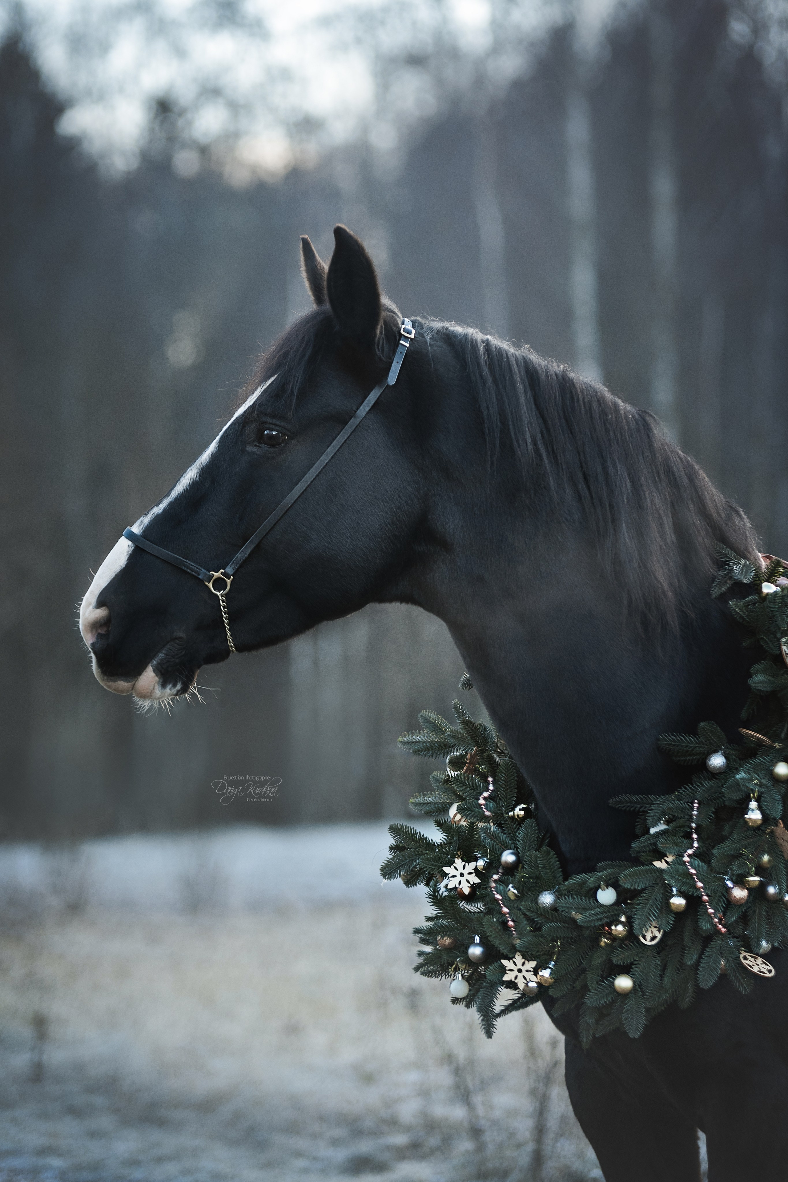 Komardins. Конный фотограф Куракина Дарья • Фотосессии с лошадьми