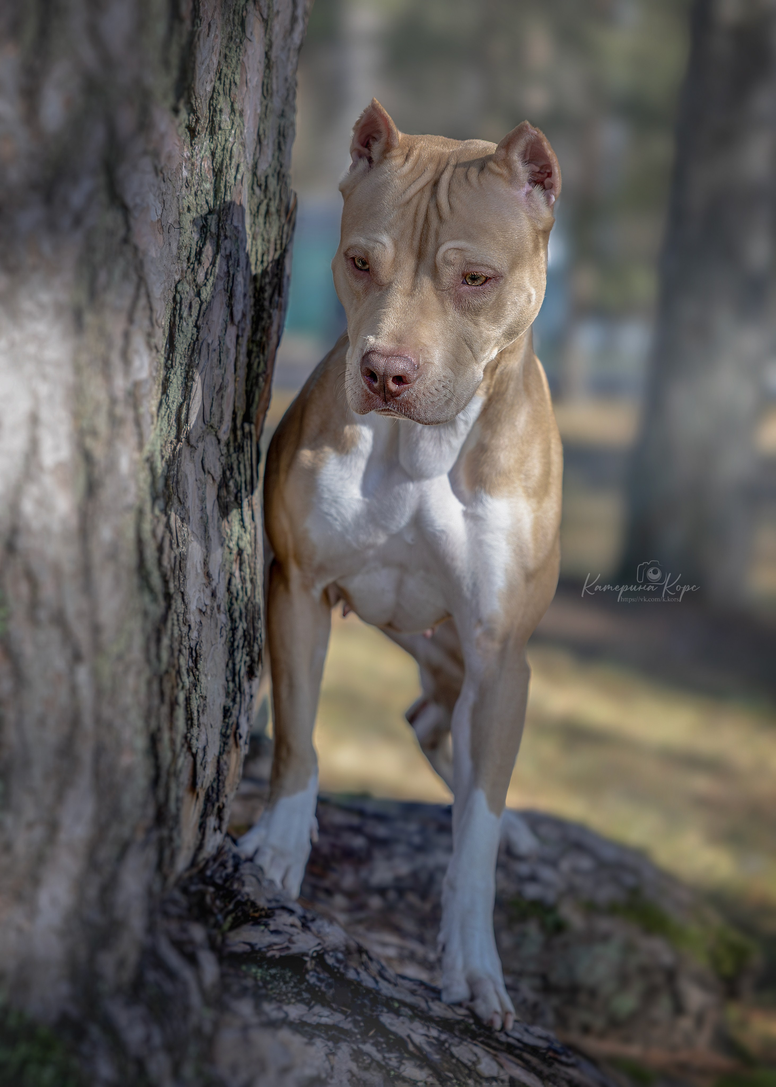 АПБТ Нарния. Главная