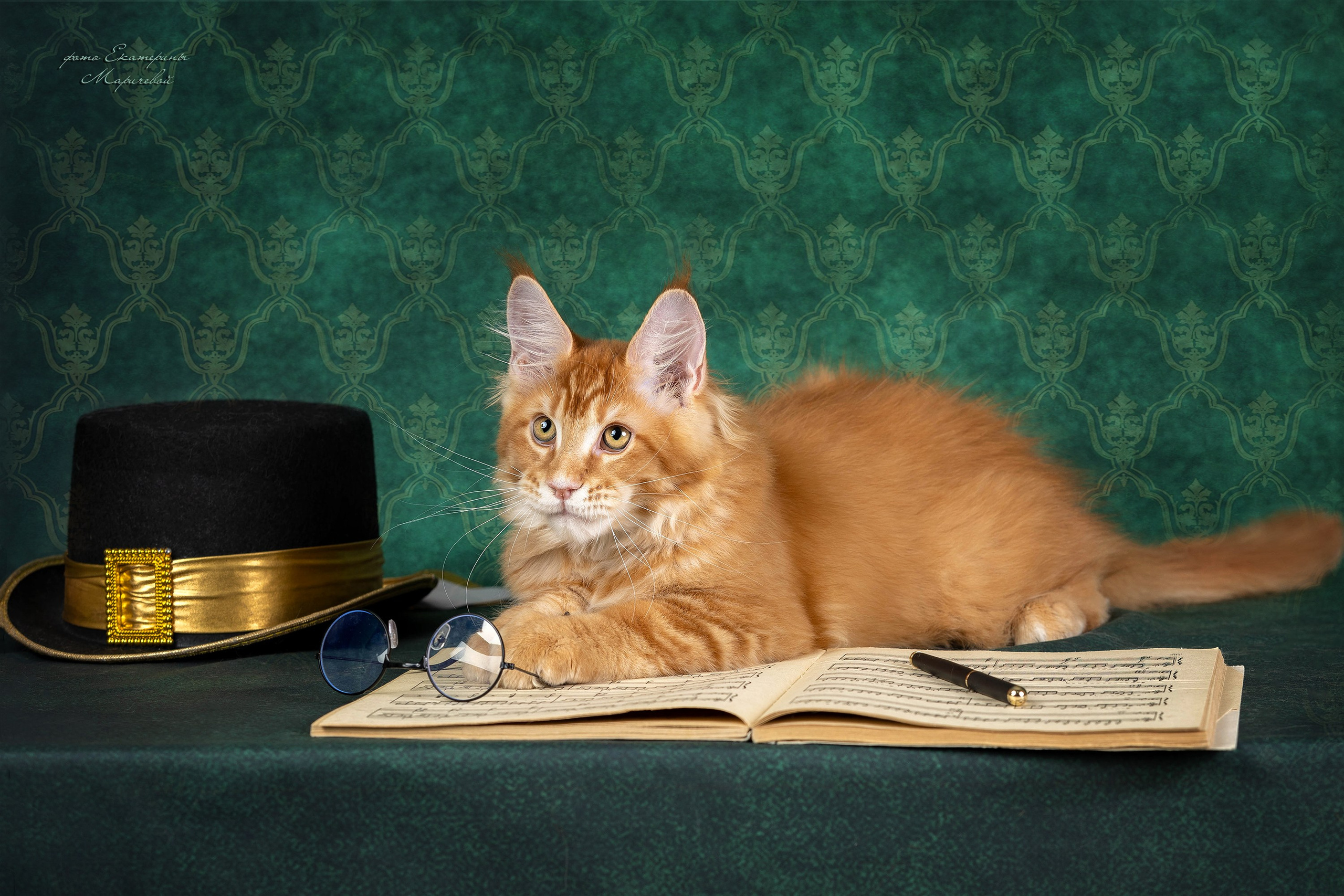 Галерея котят. Фотограф-анималист в Омске Екатерина Маричева