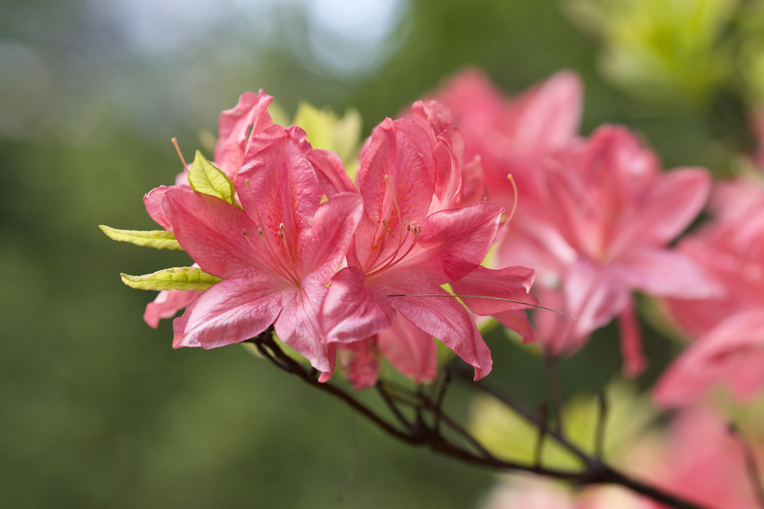 Школьные выпускные альбомы в Москве Марина Николаева