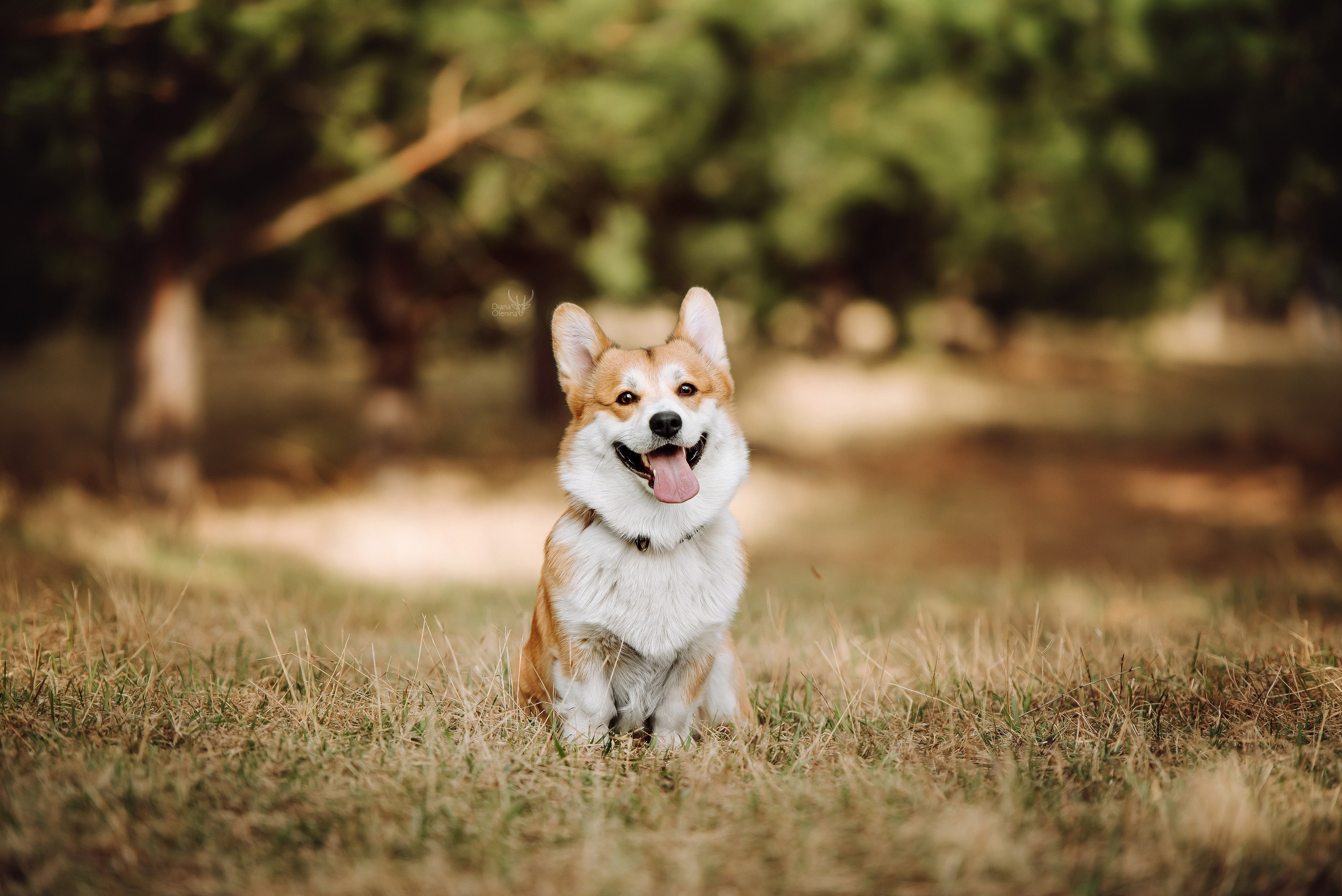 Собаки уличные. Фотограф Диана Оленина Красноярск / Братск